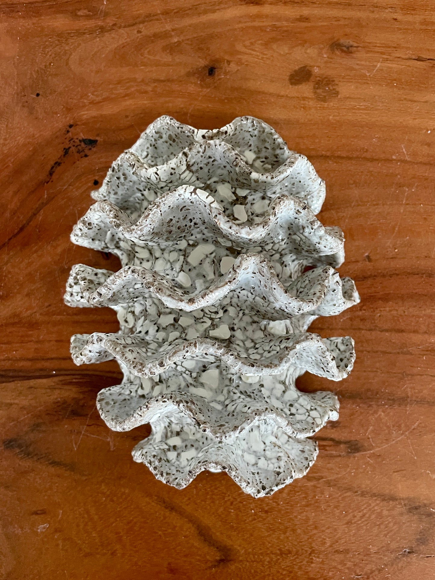 NEWS Wall coral 04378