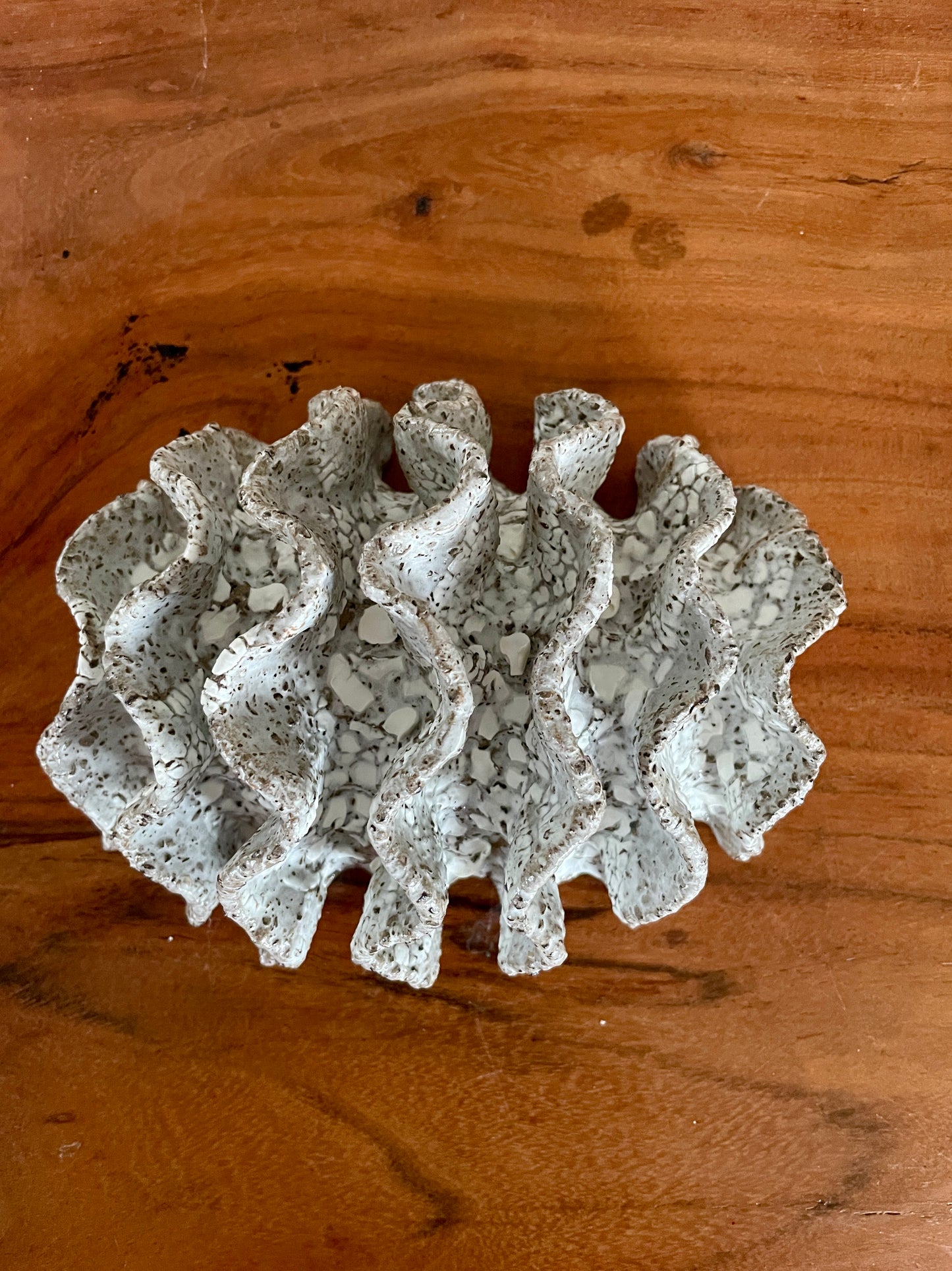 NEWS Wall coral 04378