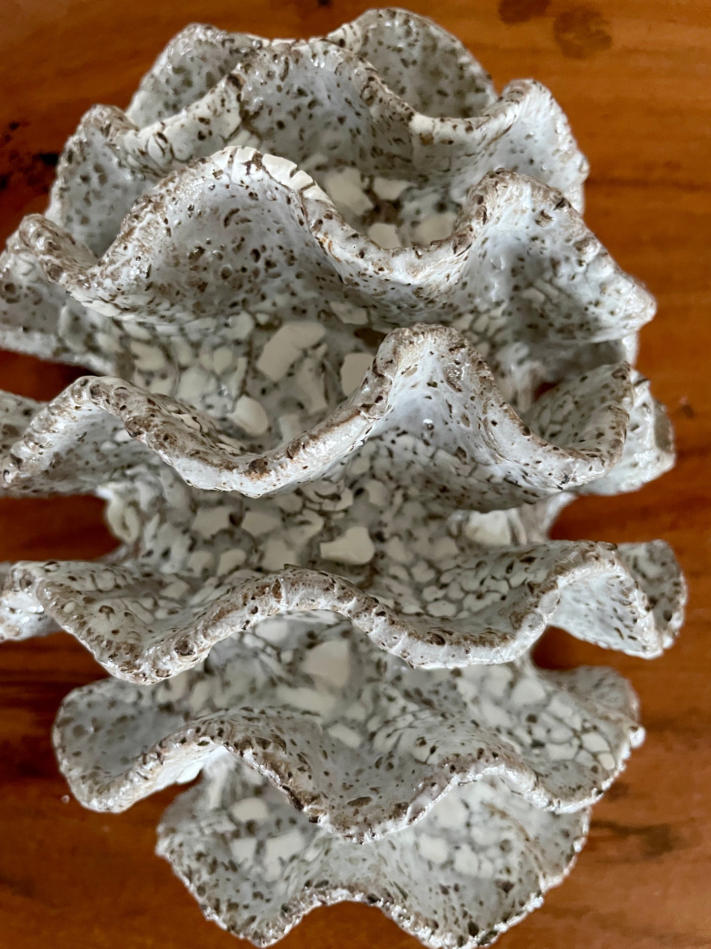 NEWS Wall coral 04378