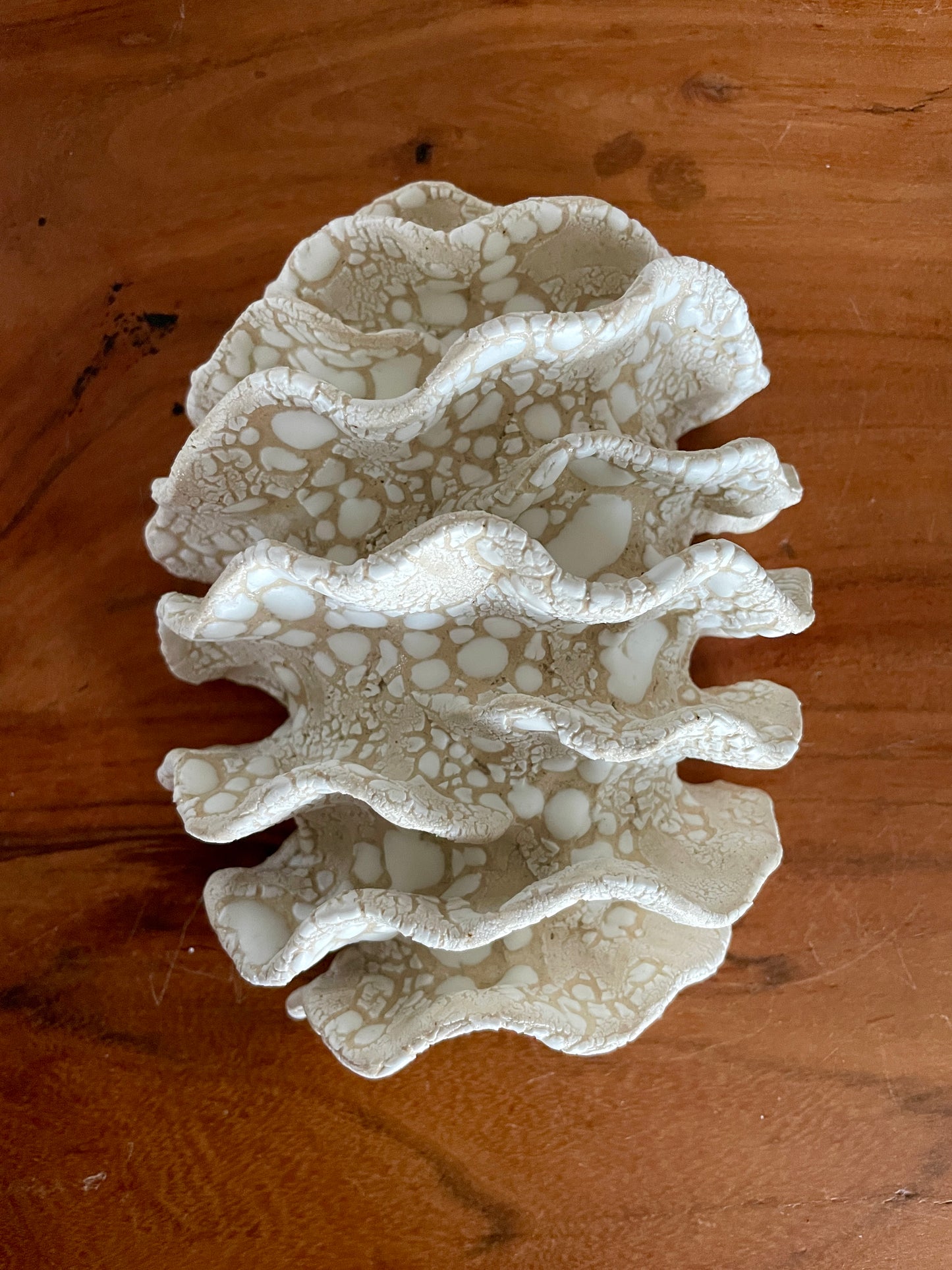 NEWS Wall coral 04380