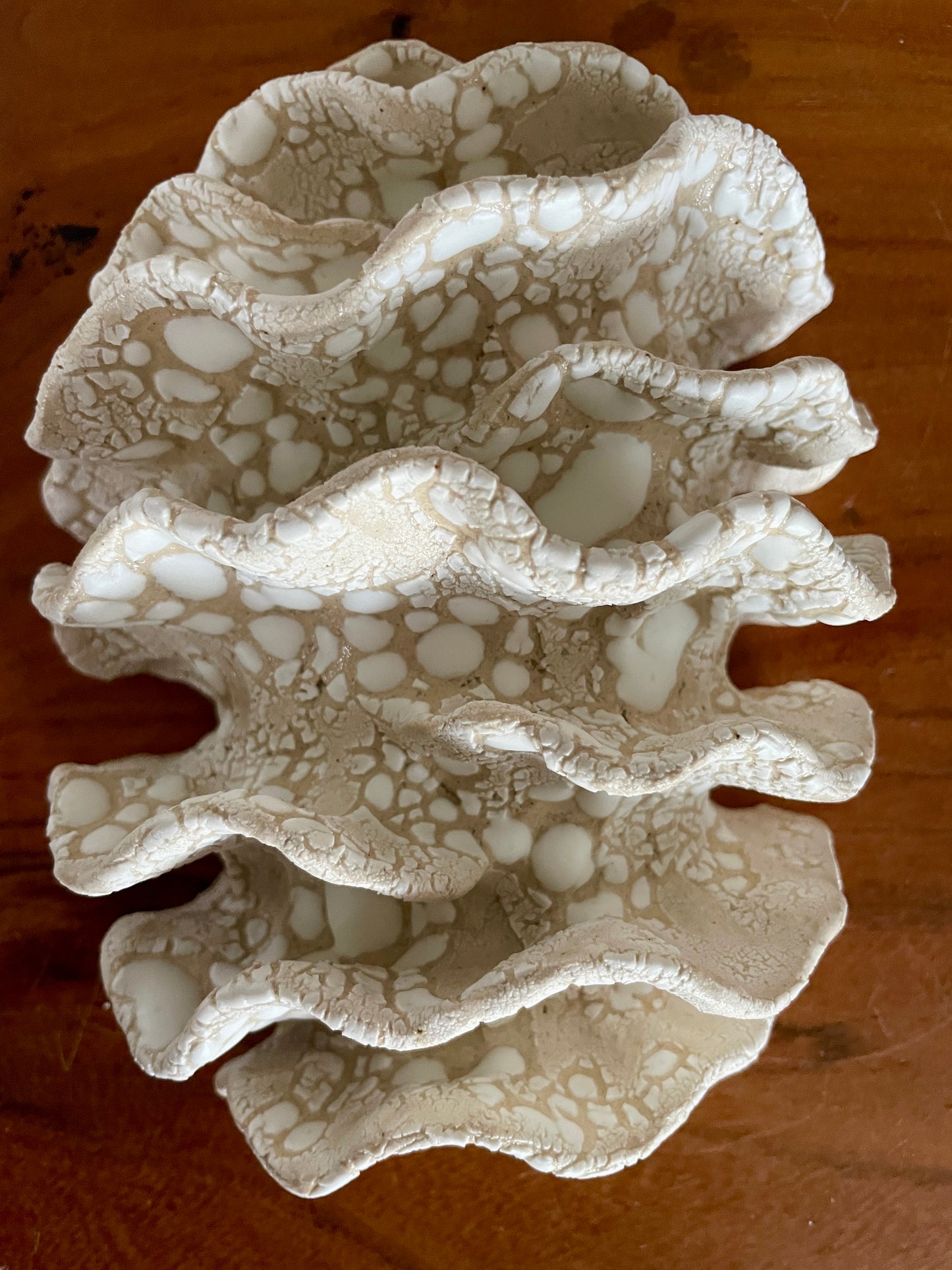 NEWS Wall coral 04380