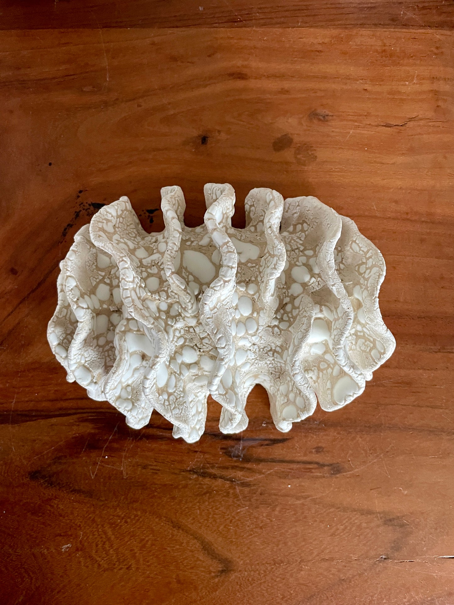 NEWS Wall coral 04380