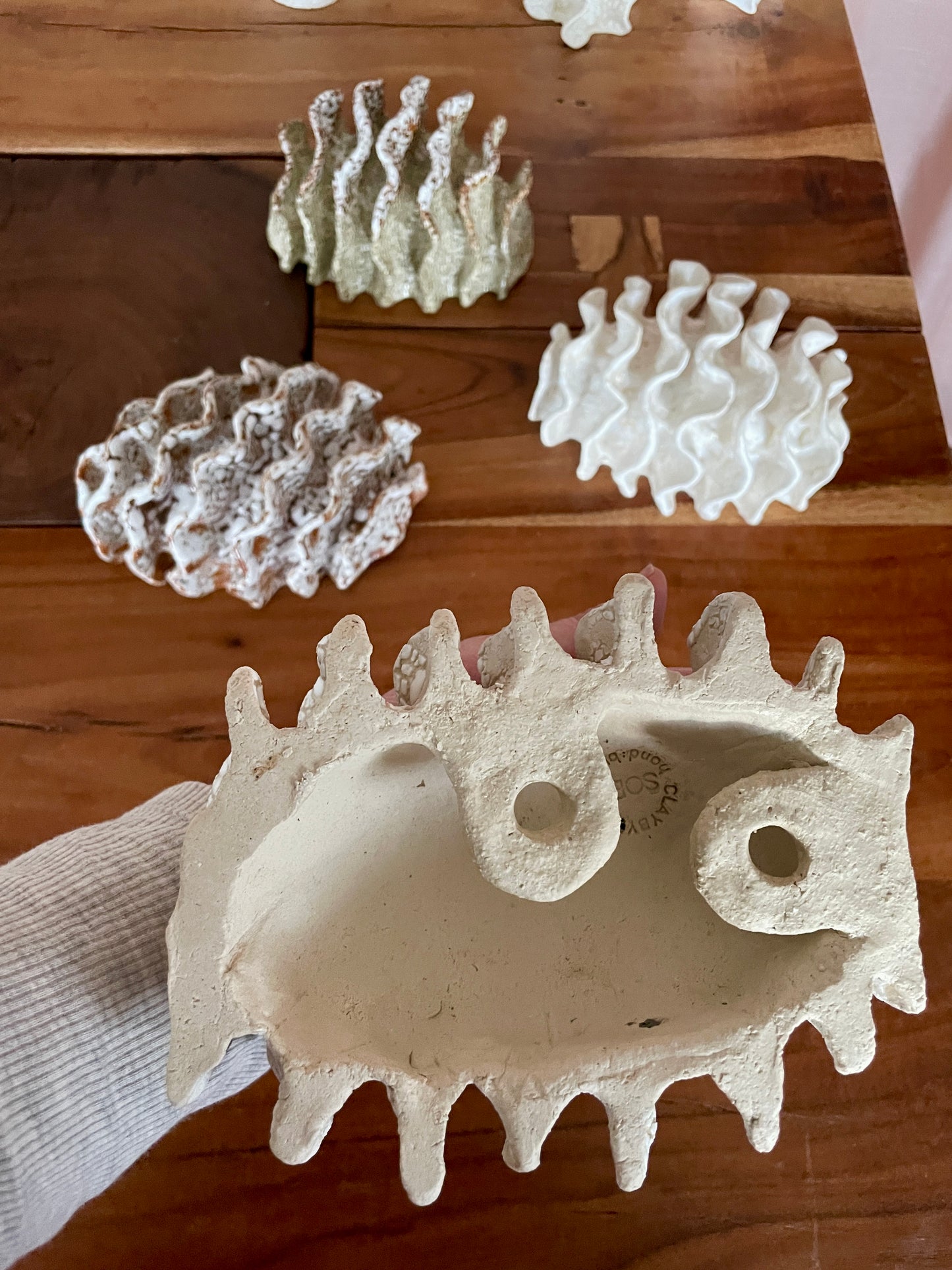 NEWS Wall coral 04380