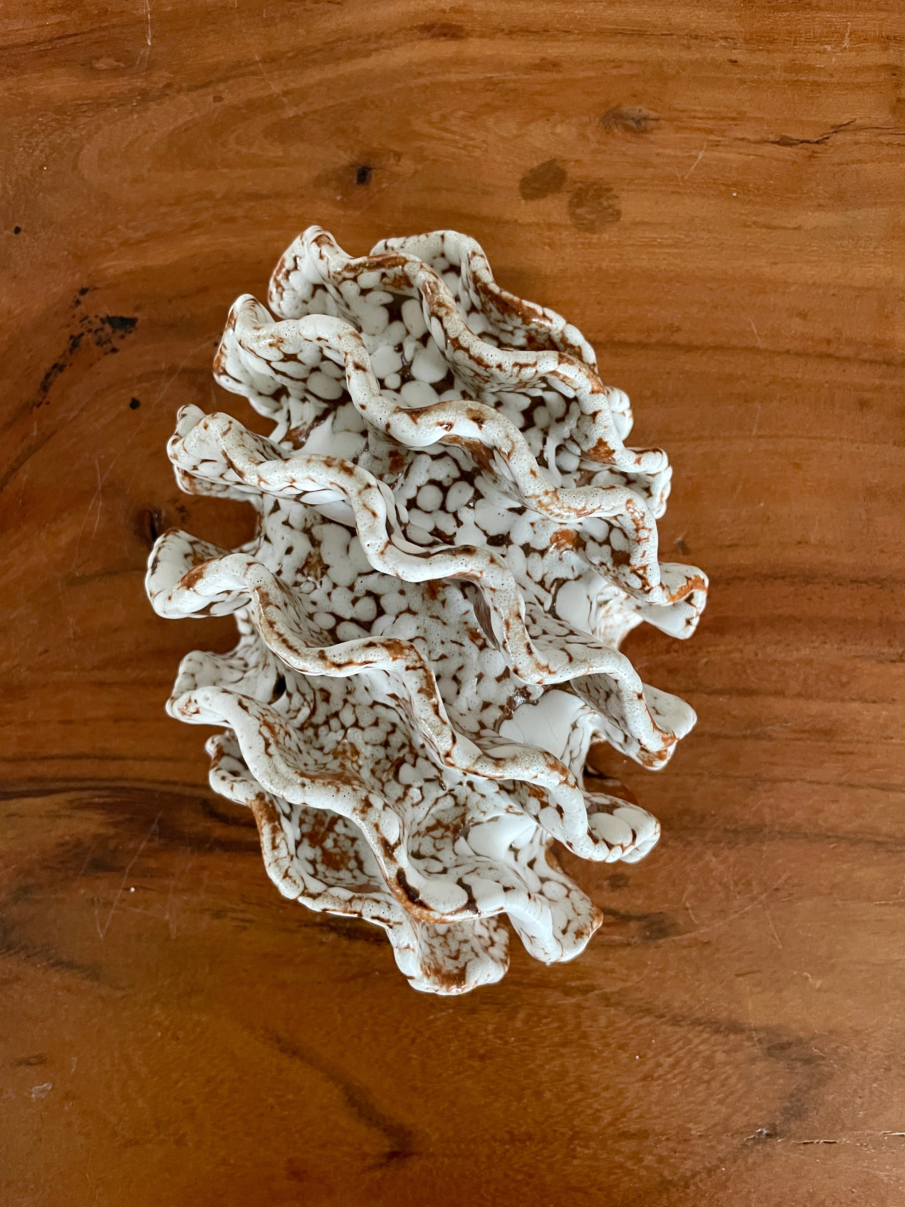 NEWS Wall coral 04381