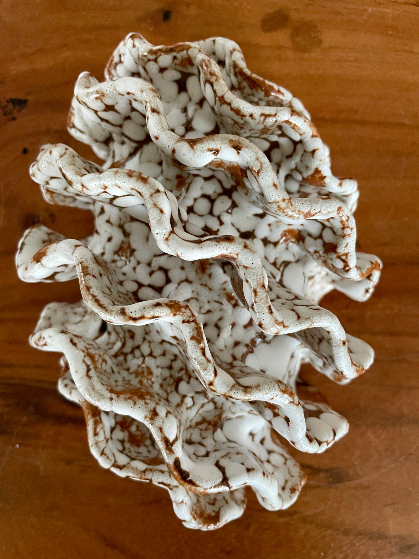 NEWS Wall coral 04381