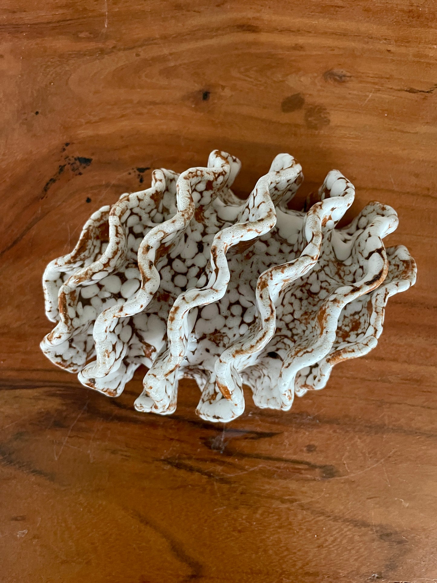 NEWS Wall coral 04381