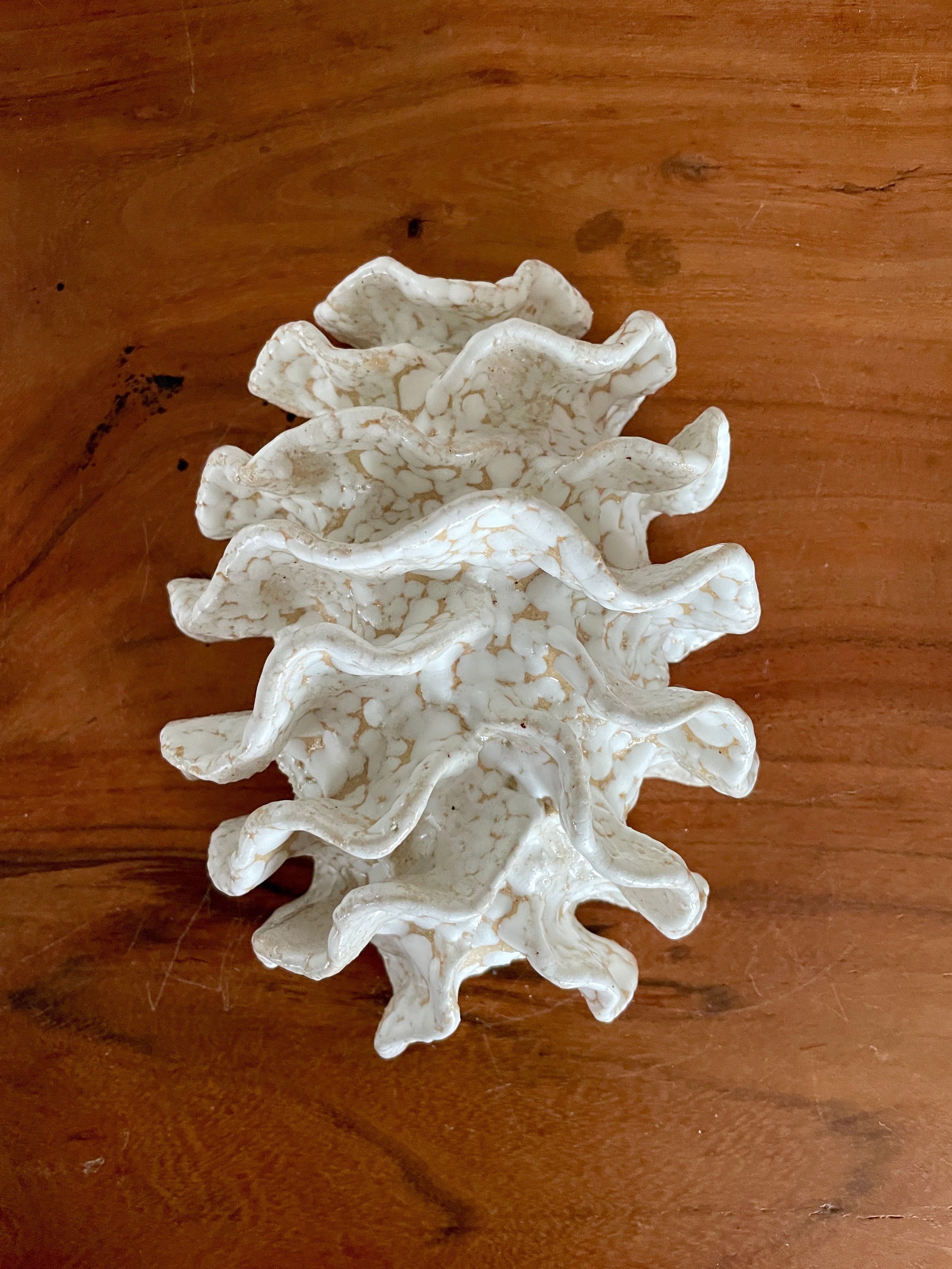 NEWS Wall coral 04379