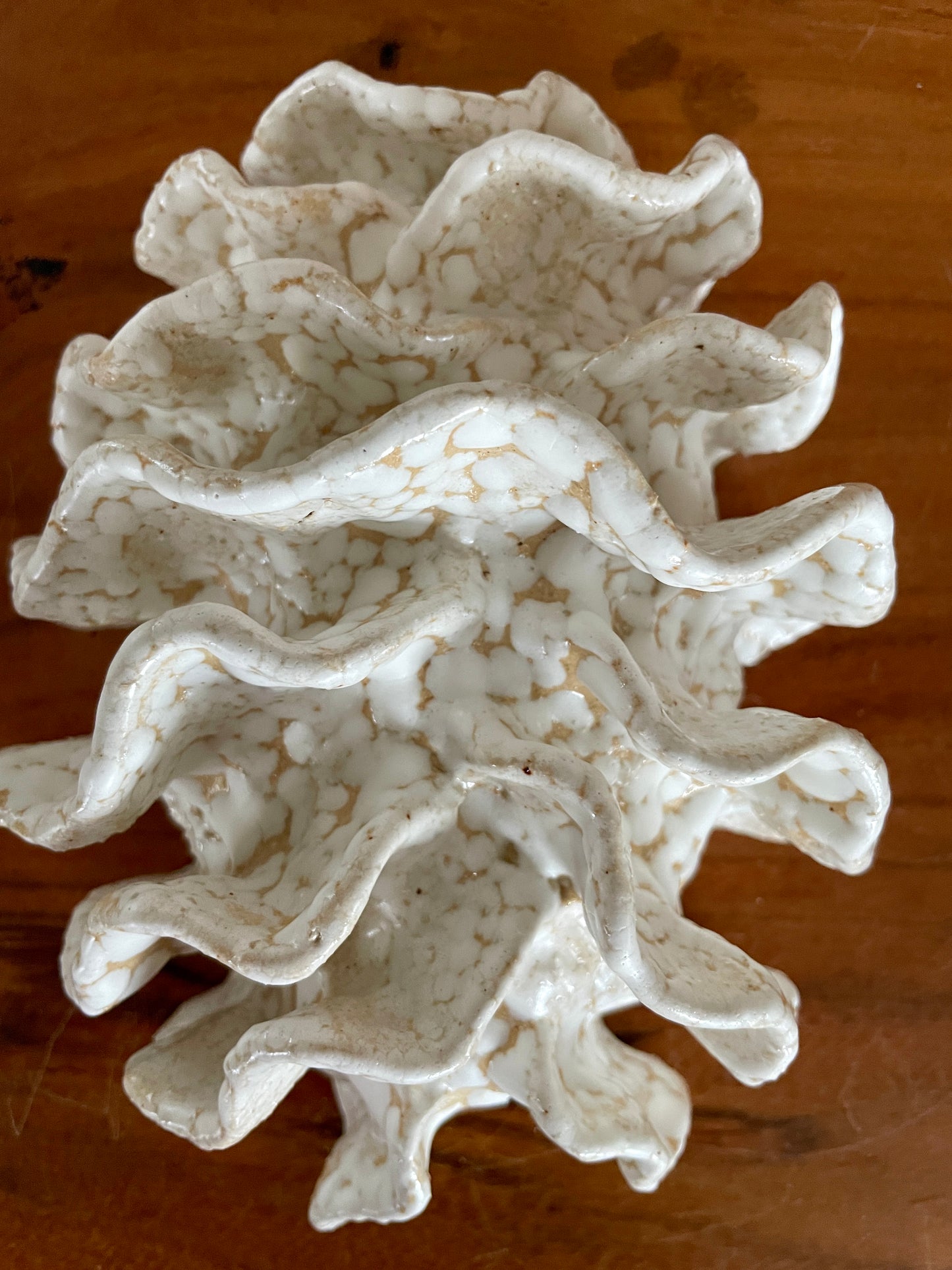 NEWS Wall coral 04379
