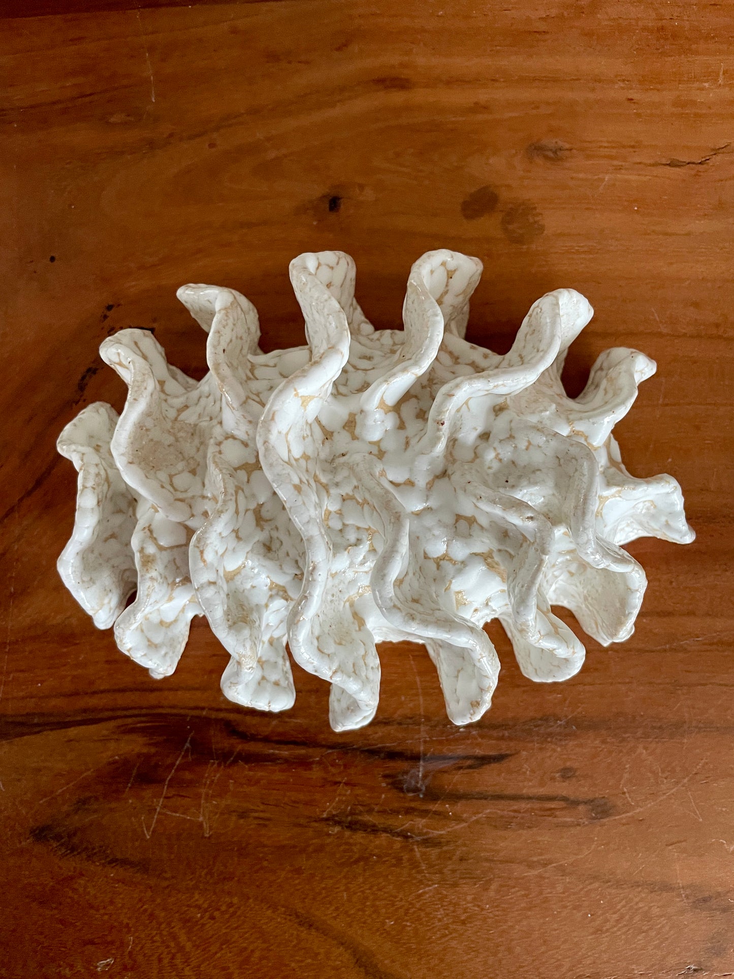 NEWS Wall coral 04379