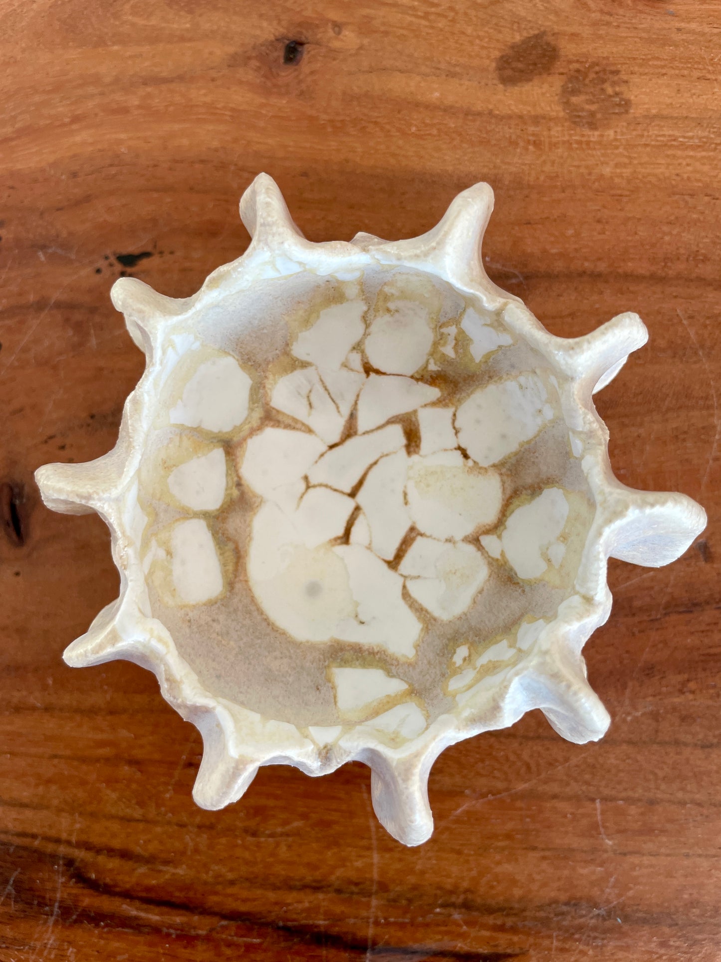 Nyheder Kridthavs skål 0394