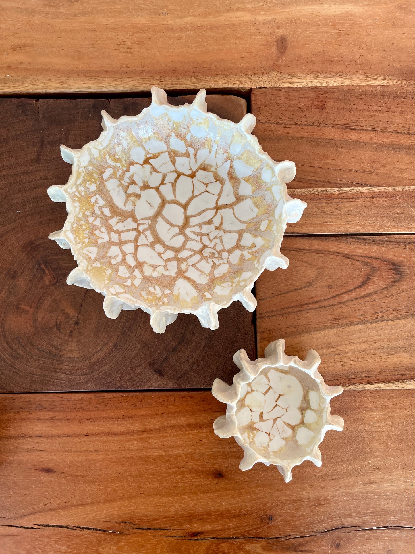 Nyheder Kridthavs skål 0394