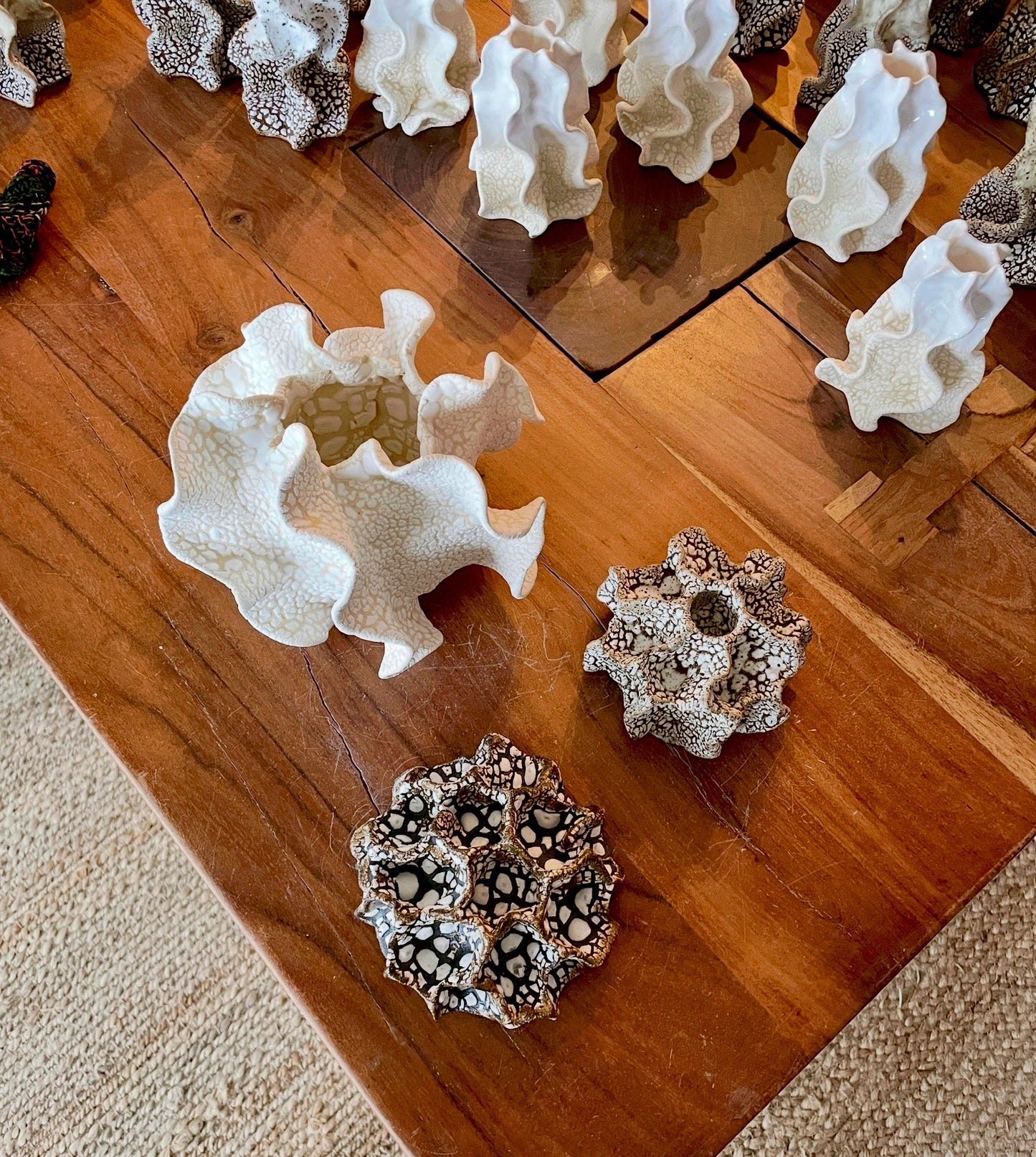 Wall coral and more 04382