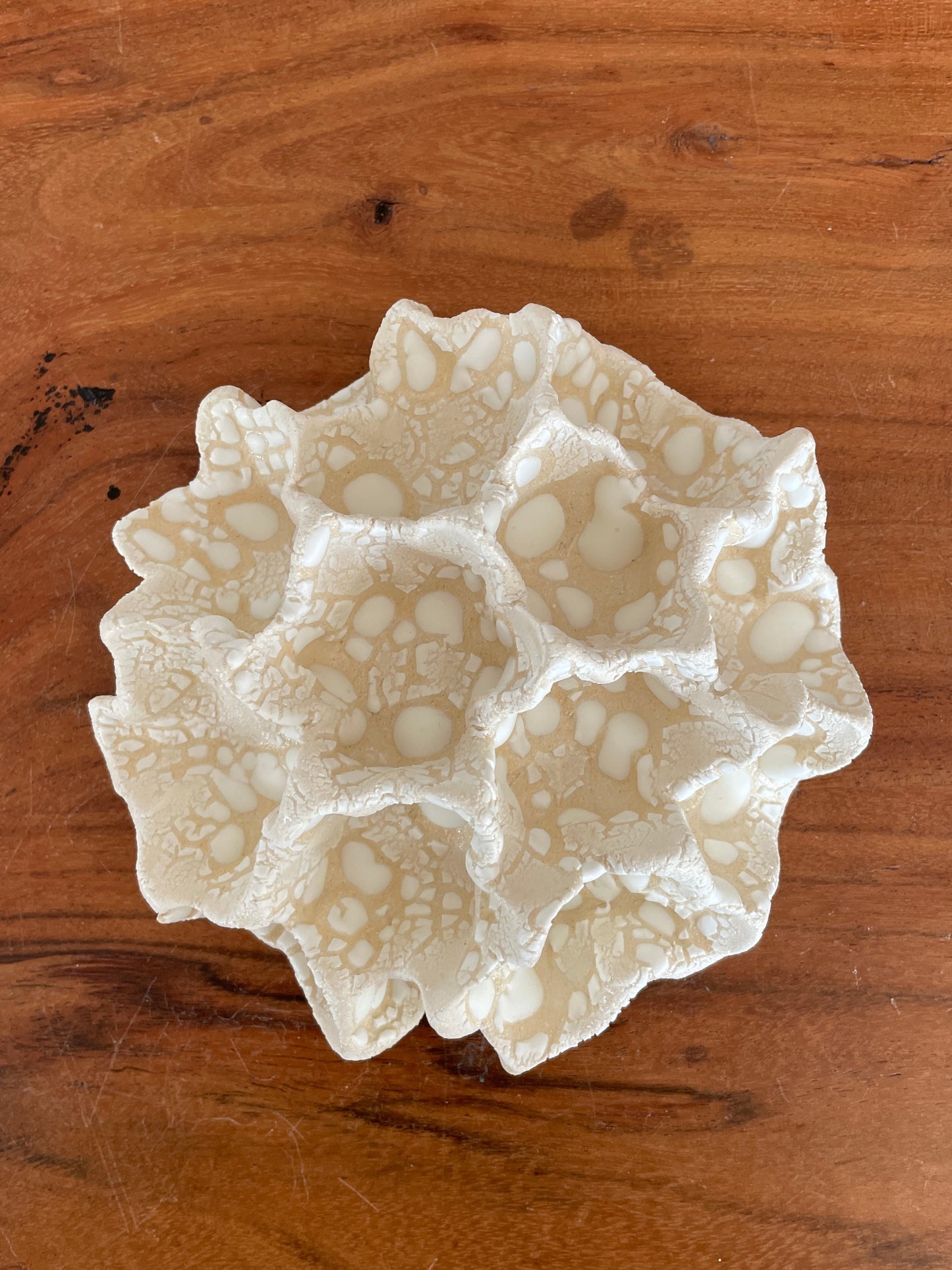 Wall coral 04392
