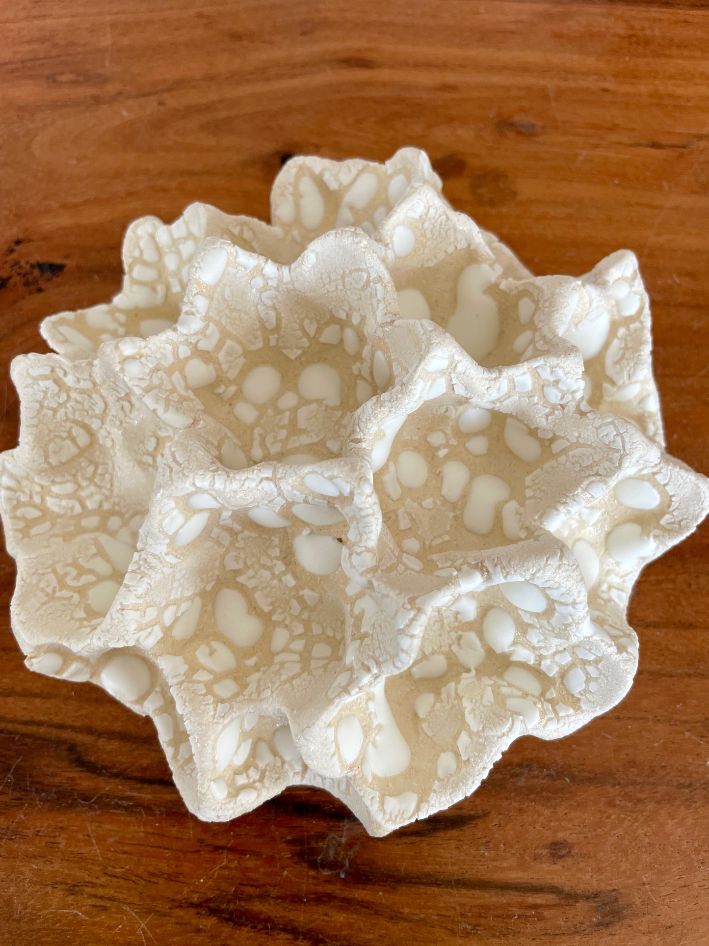 Wall coral 04392