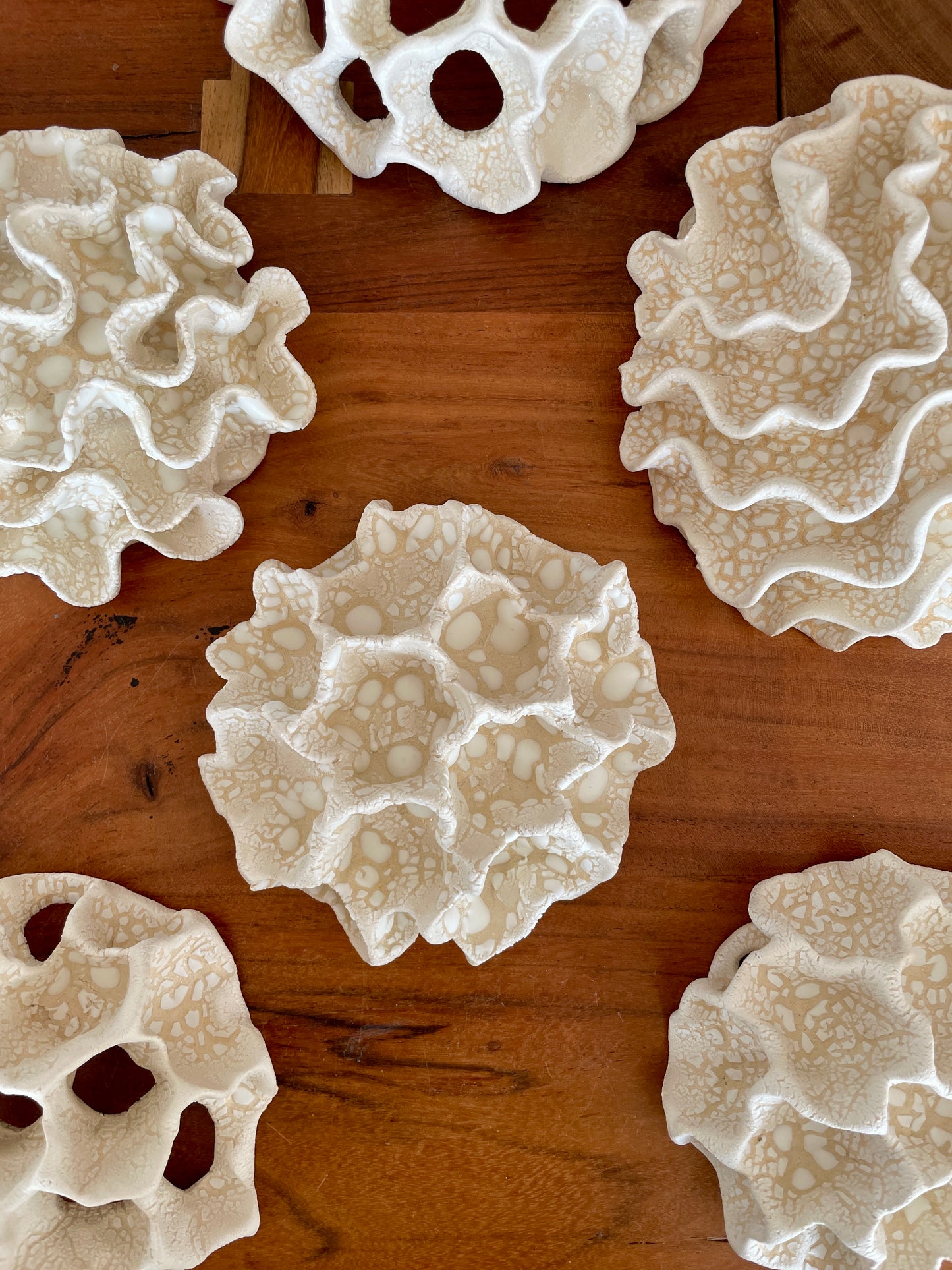 Wall coral 04392