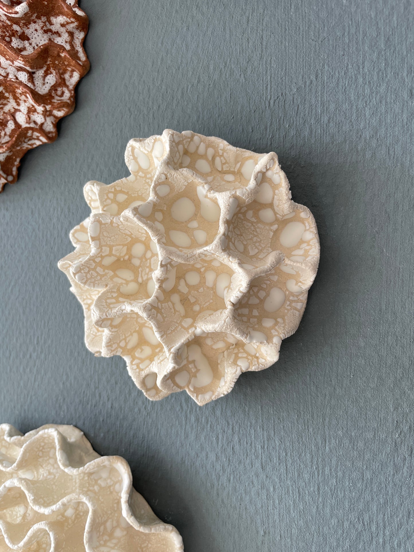 Wall coral 04392