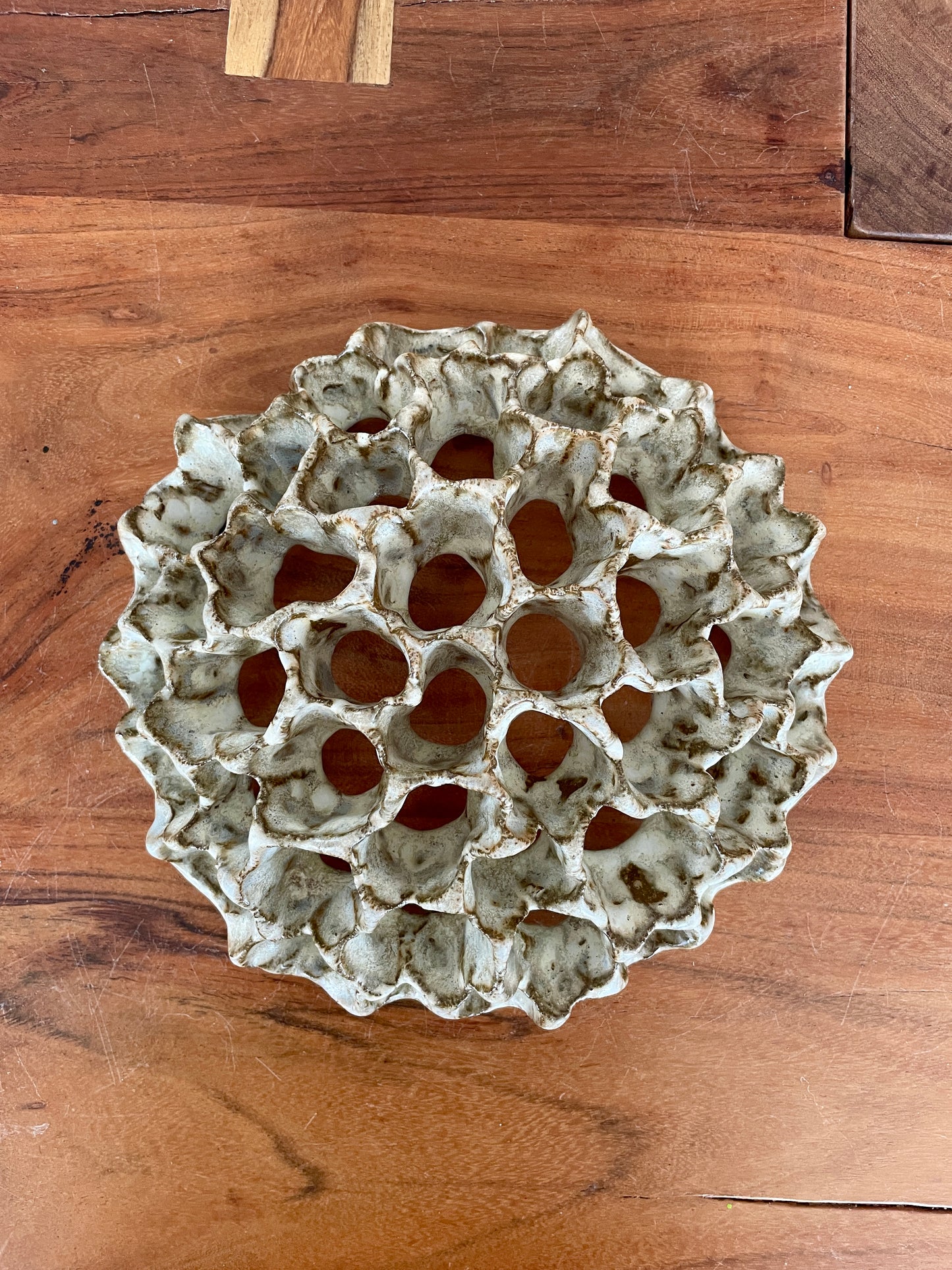 Wall coral 04396
