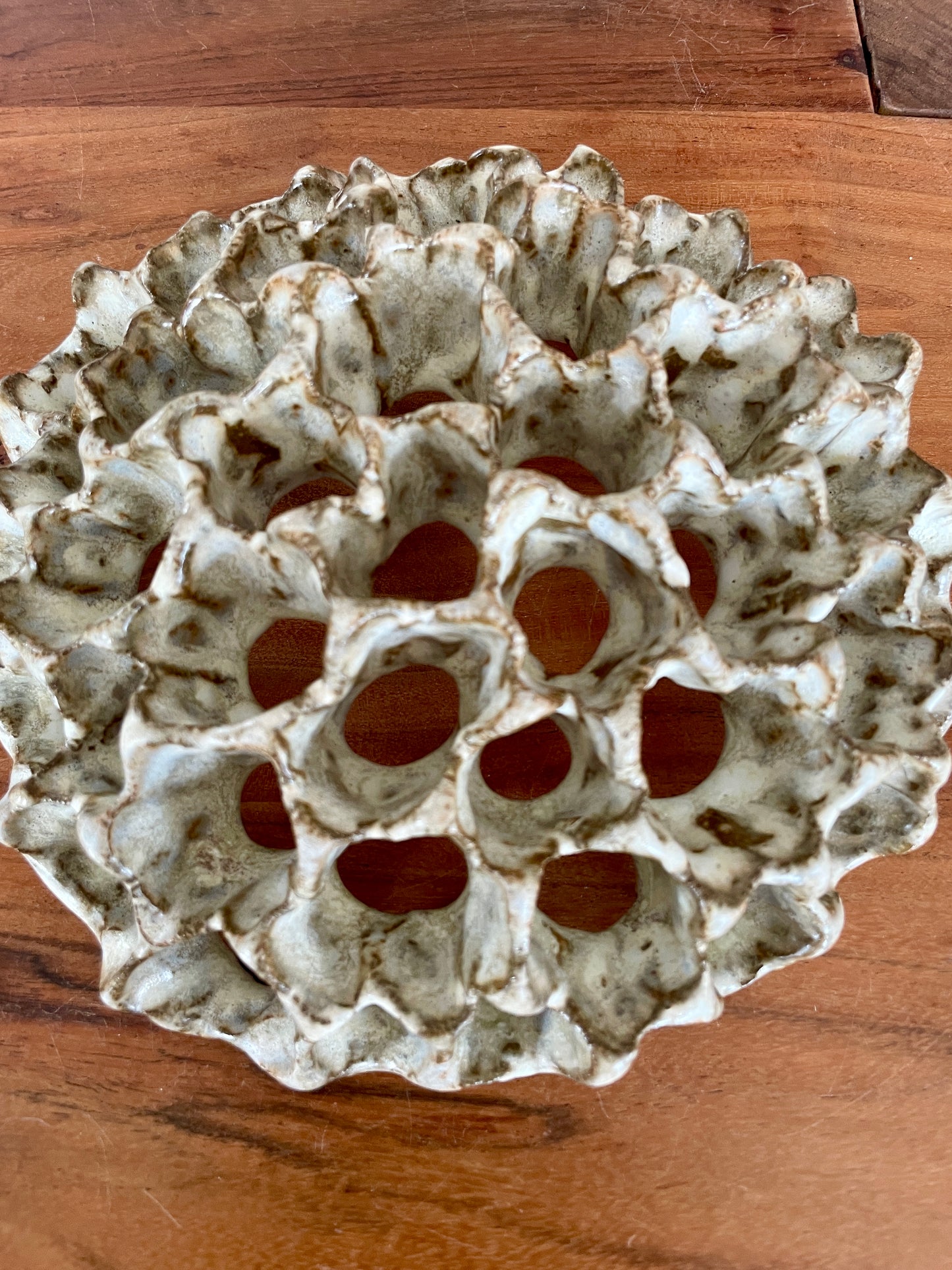 Wall coral 04396