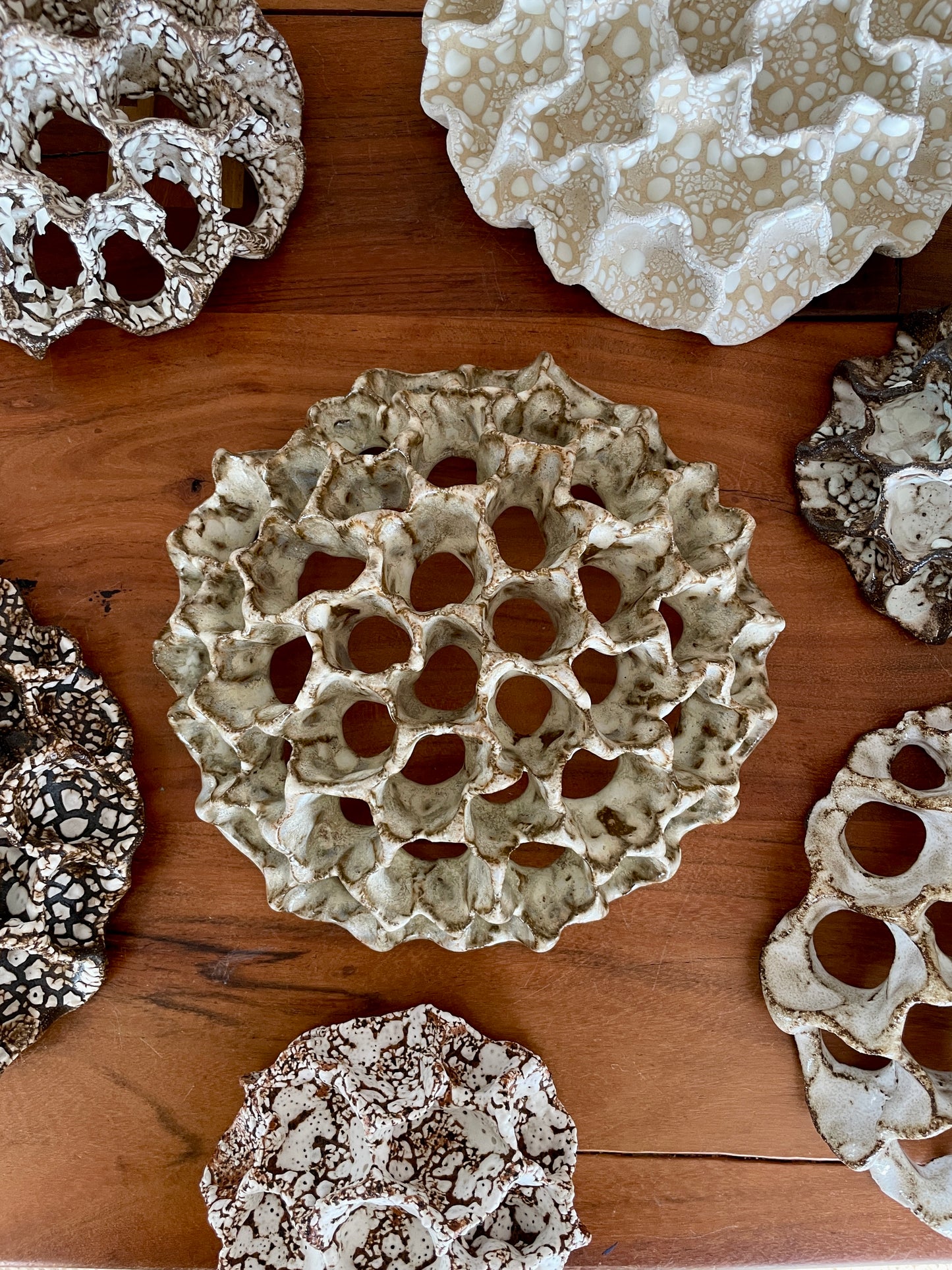 Wall coral 04396