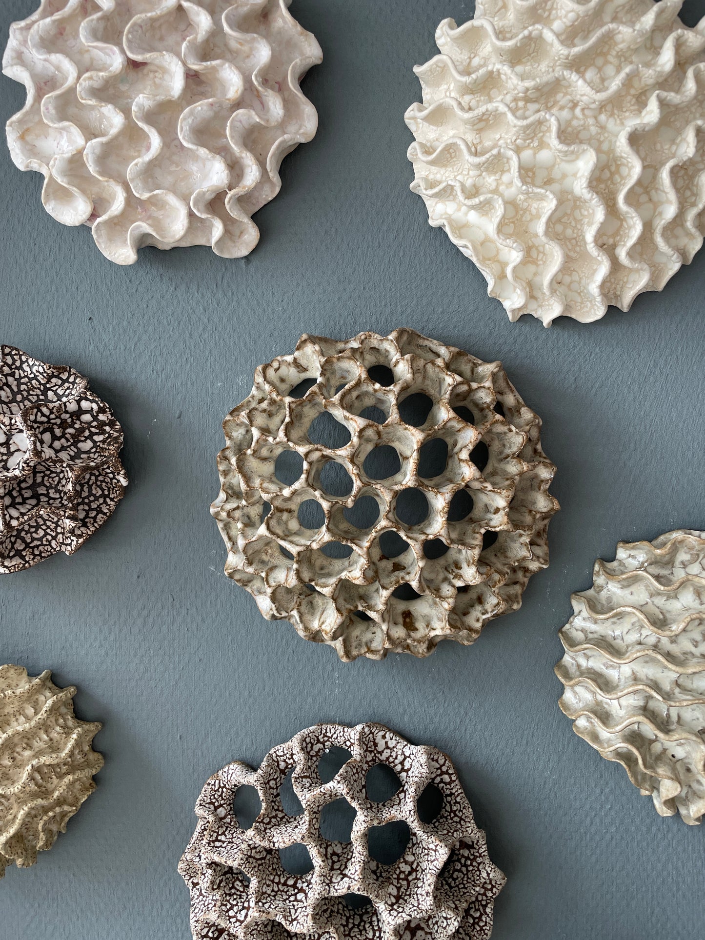Wall coral 04396