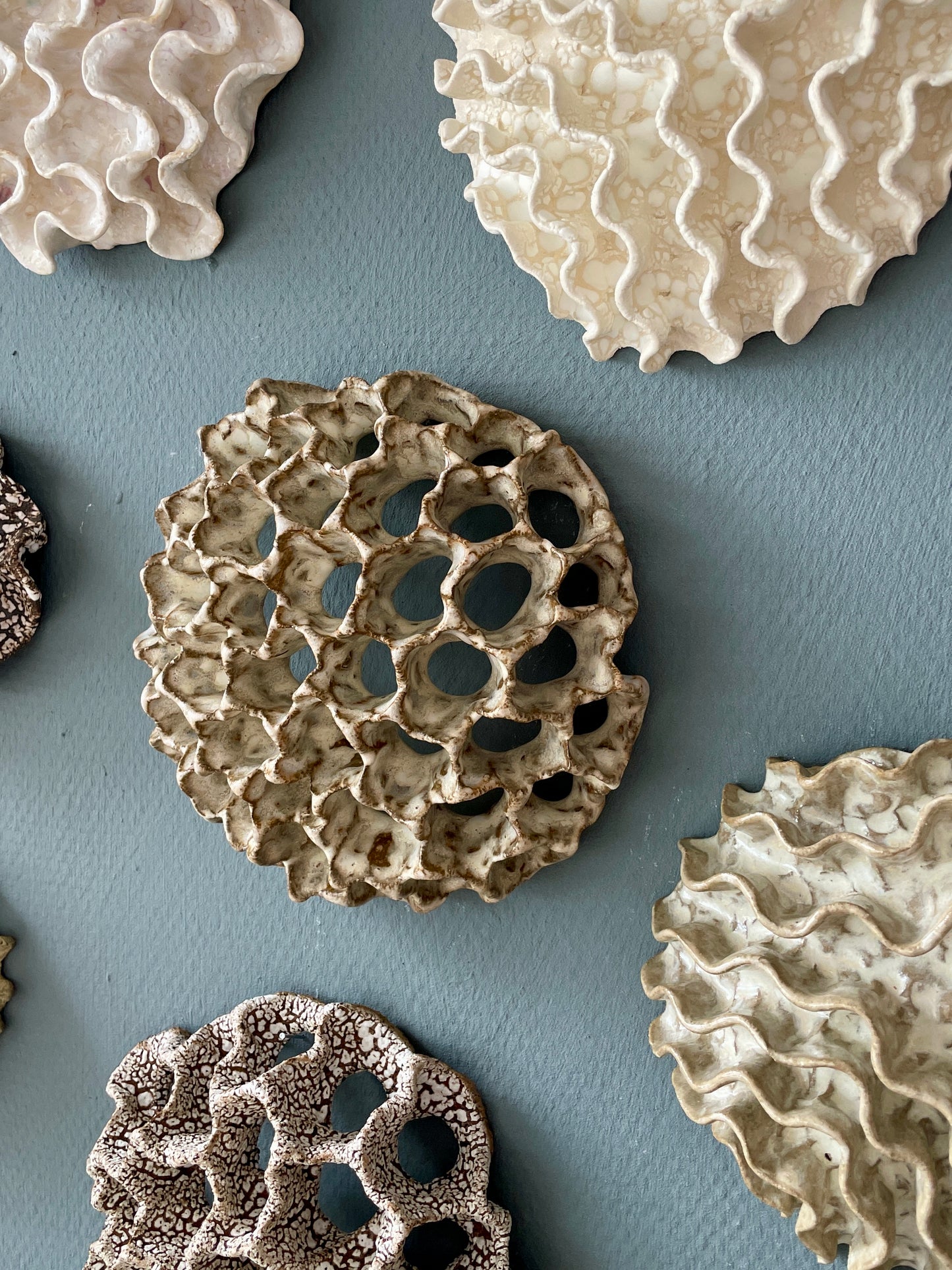 Wall coral 04396