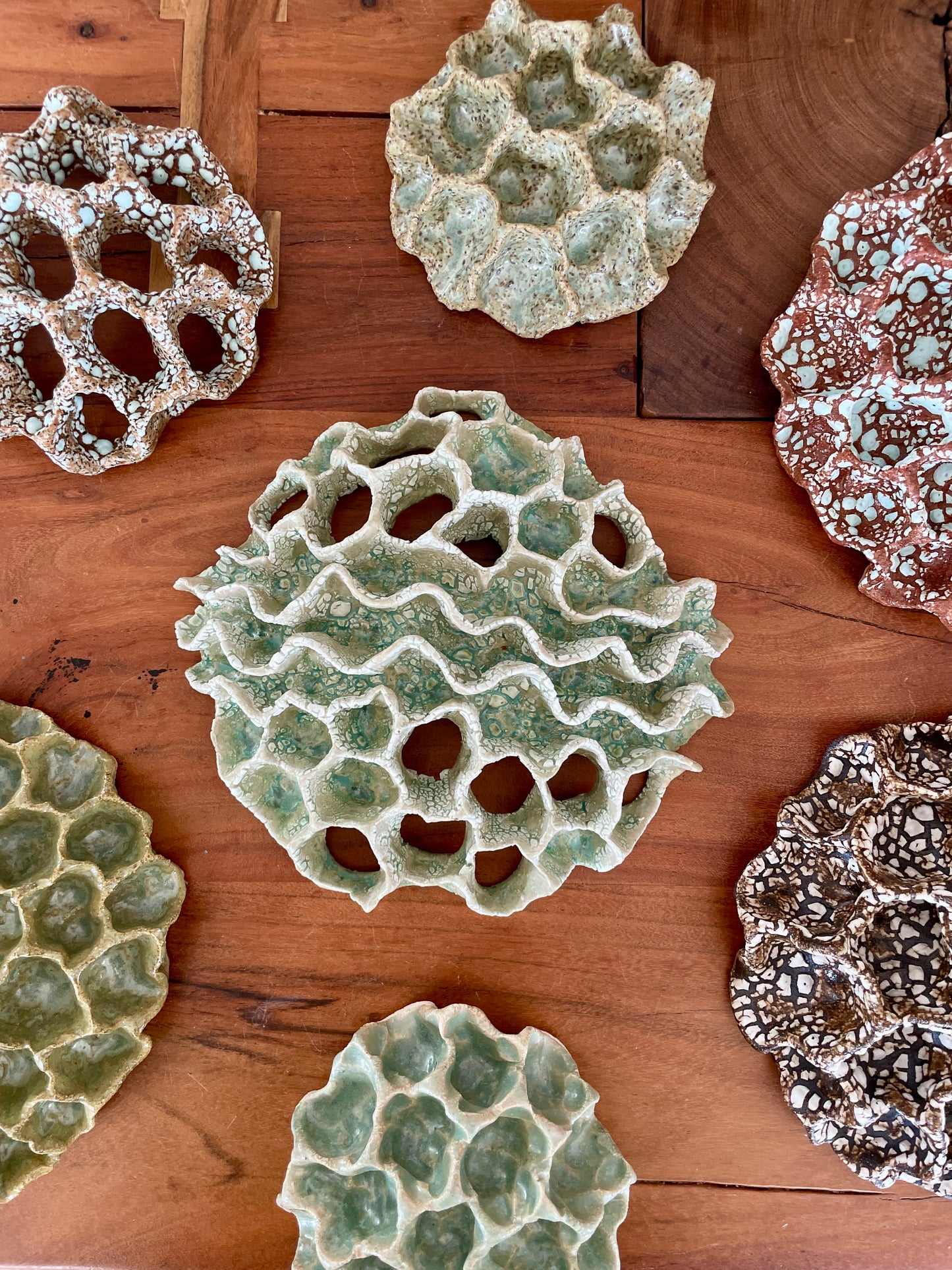 Wall coral 04409
