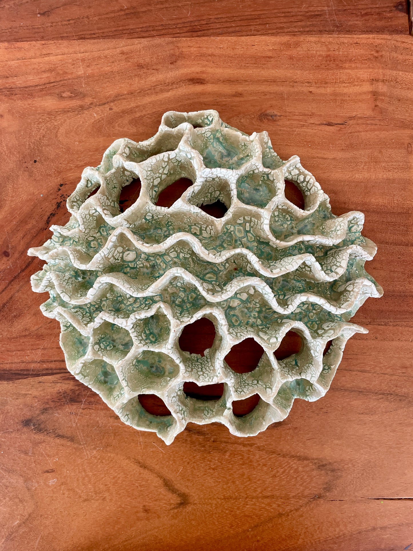 Wall coral 04409