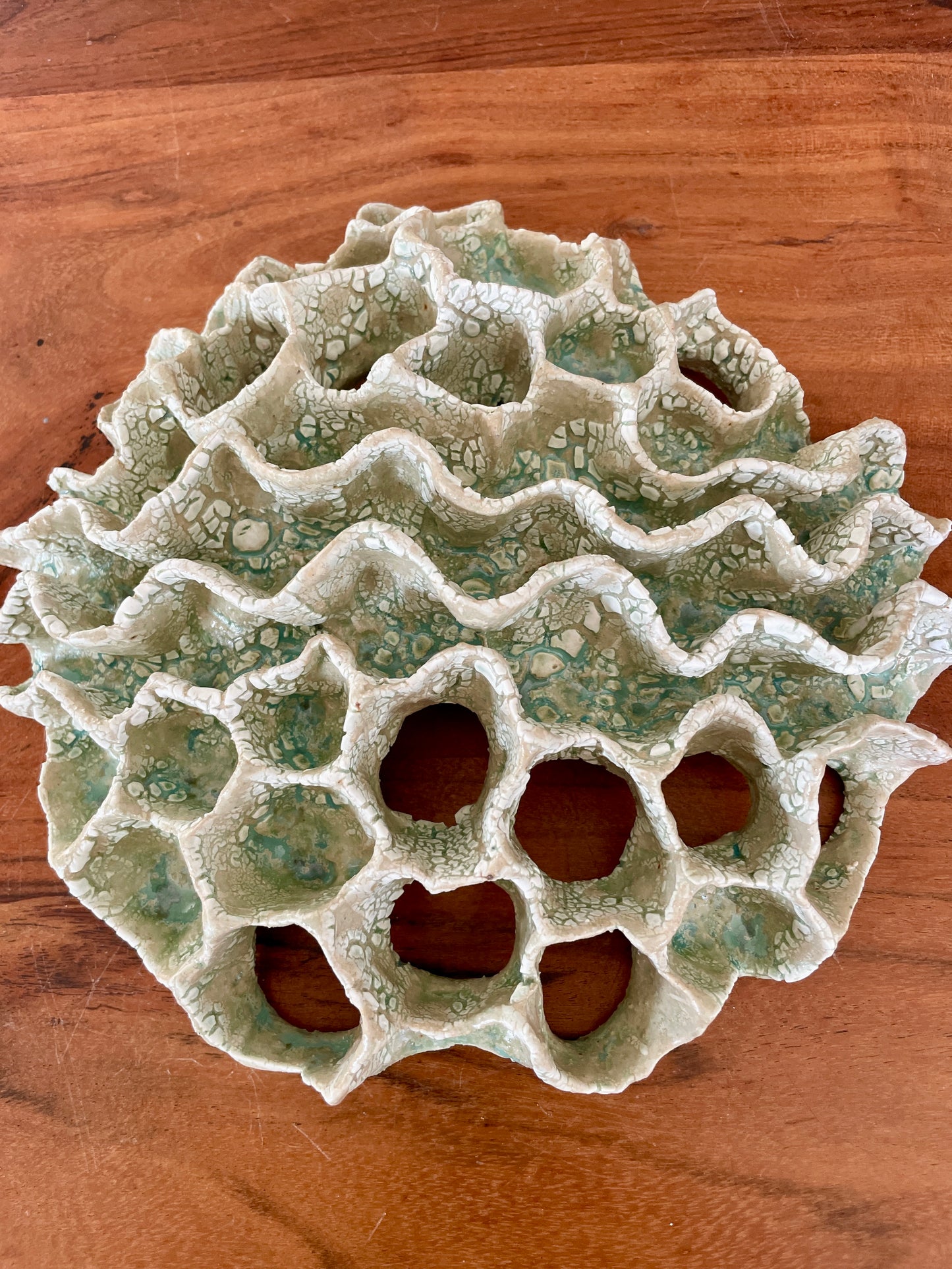 Wall coral 04409