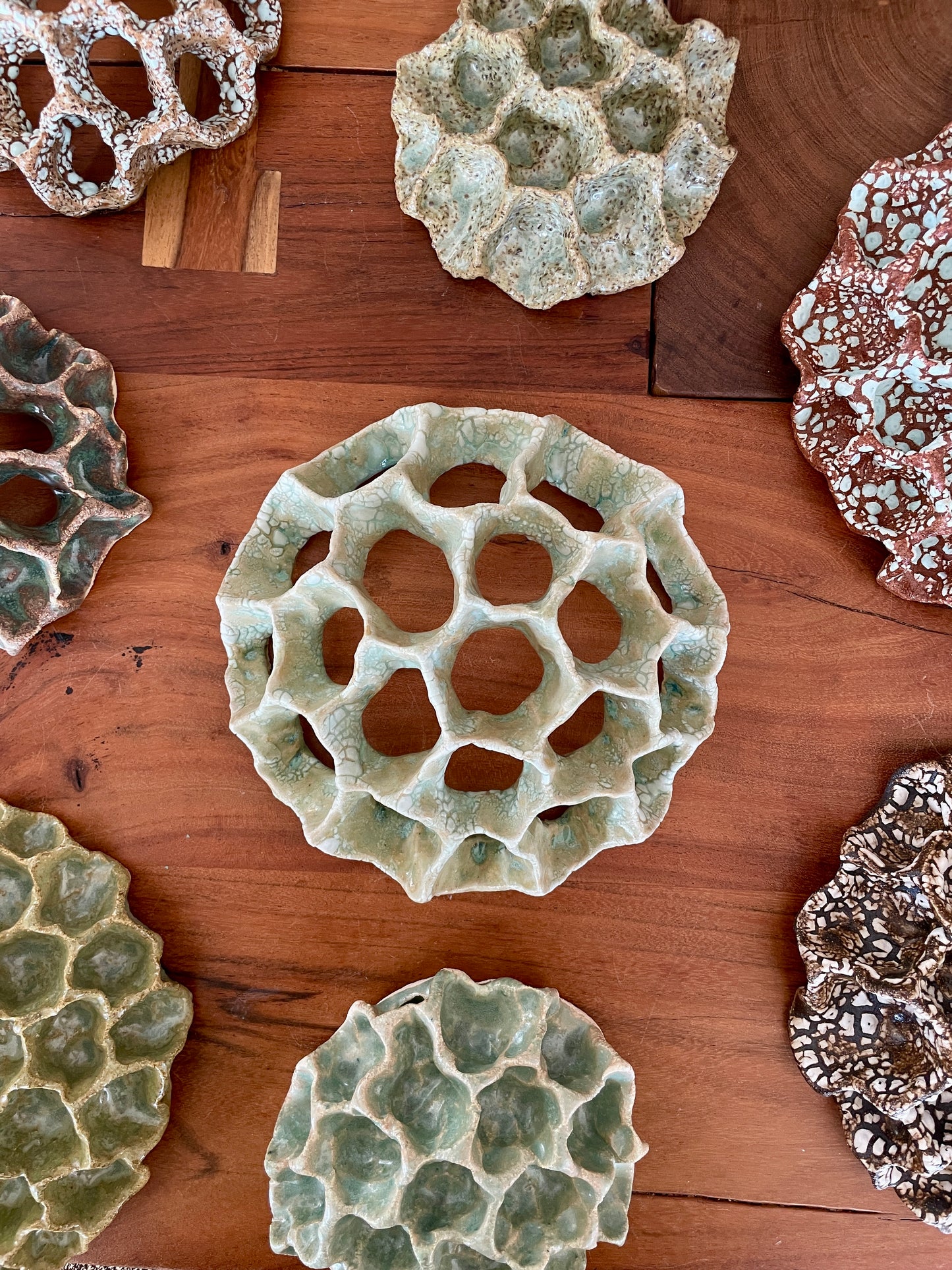 Wall coral 04410