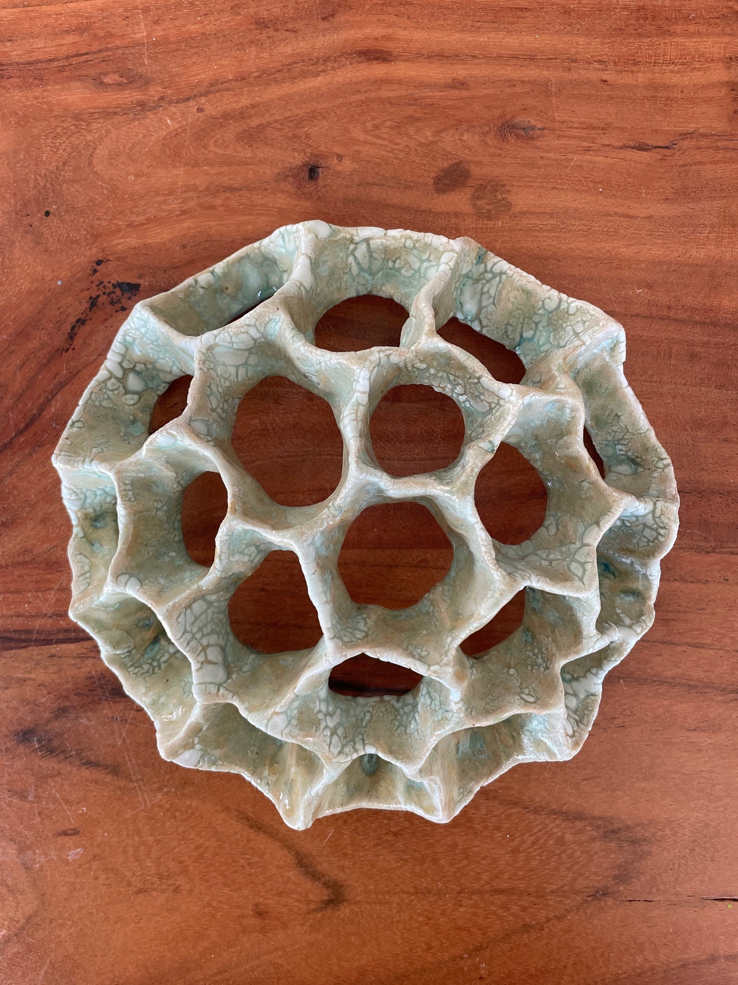 Wall coral 04410