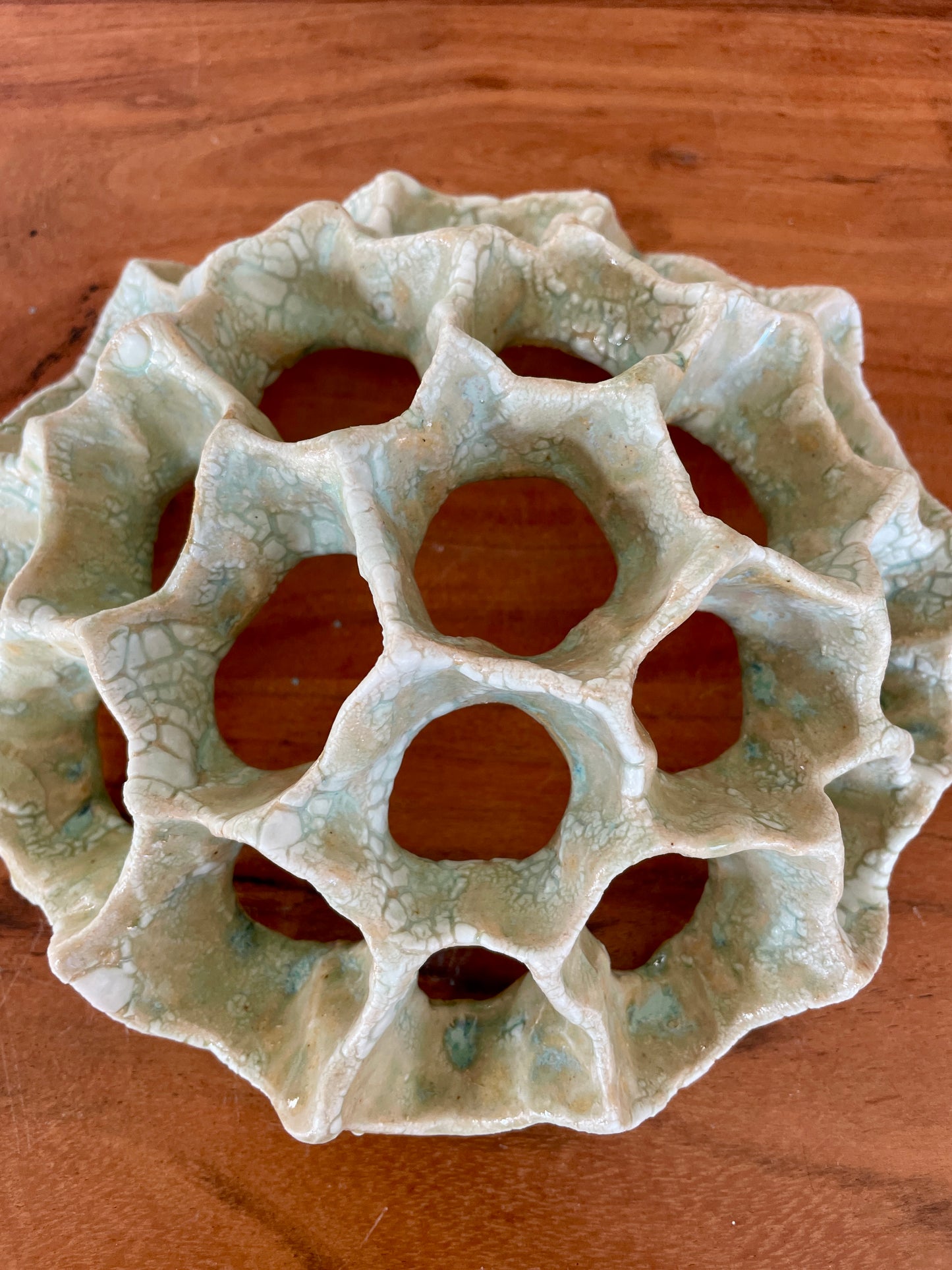 Wall coral 04410