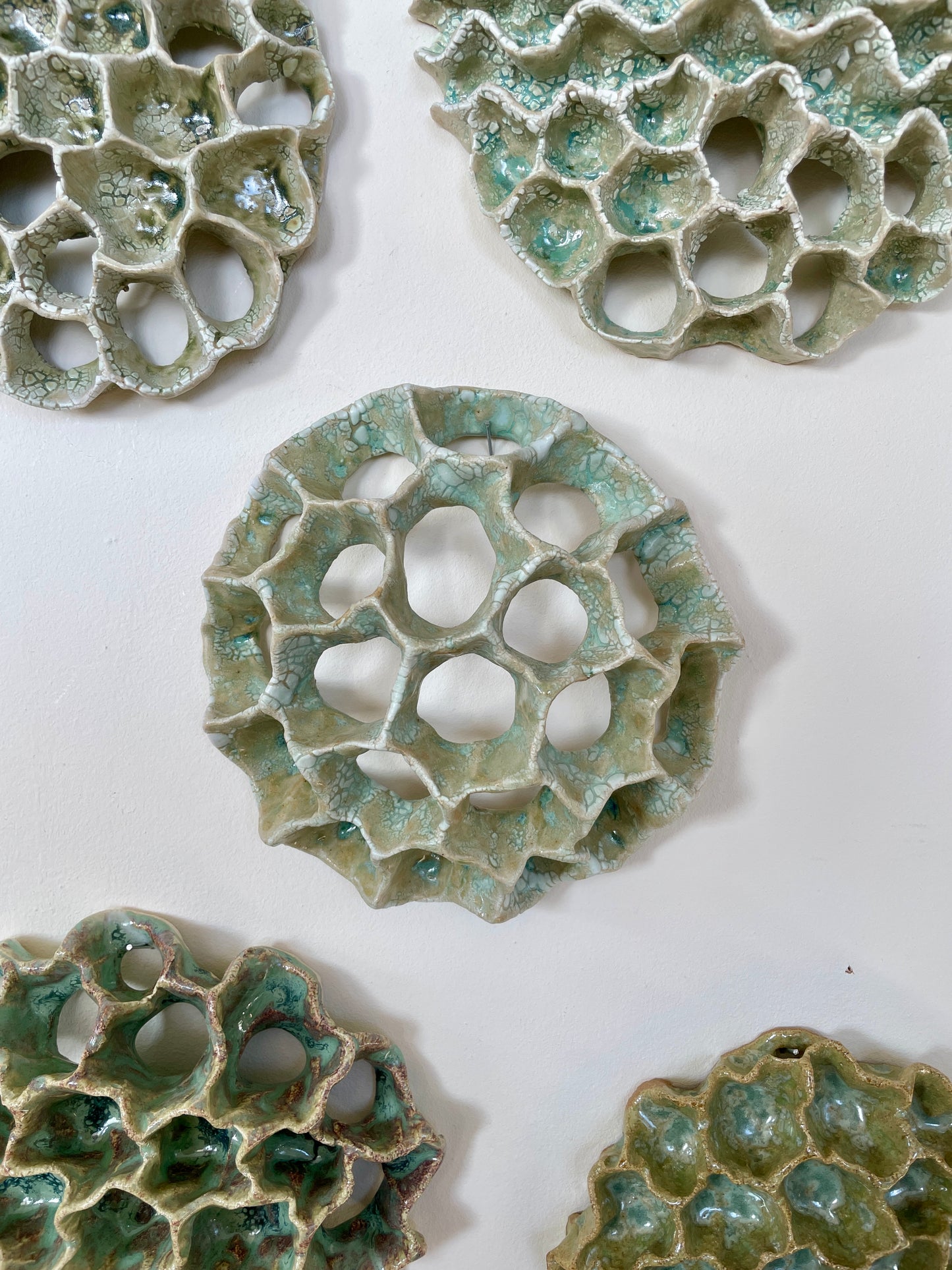 Wall coral 04410