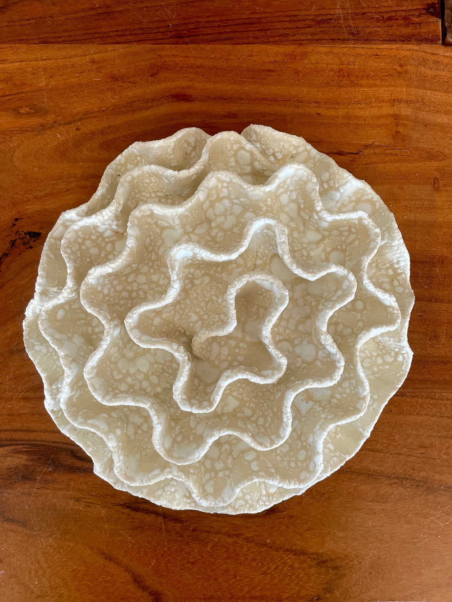 Wall coral 04386