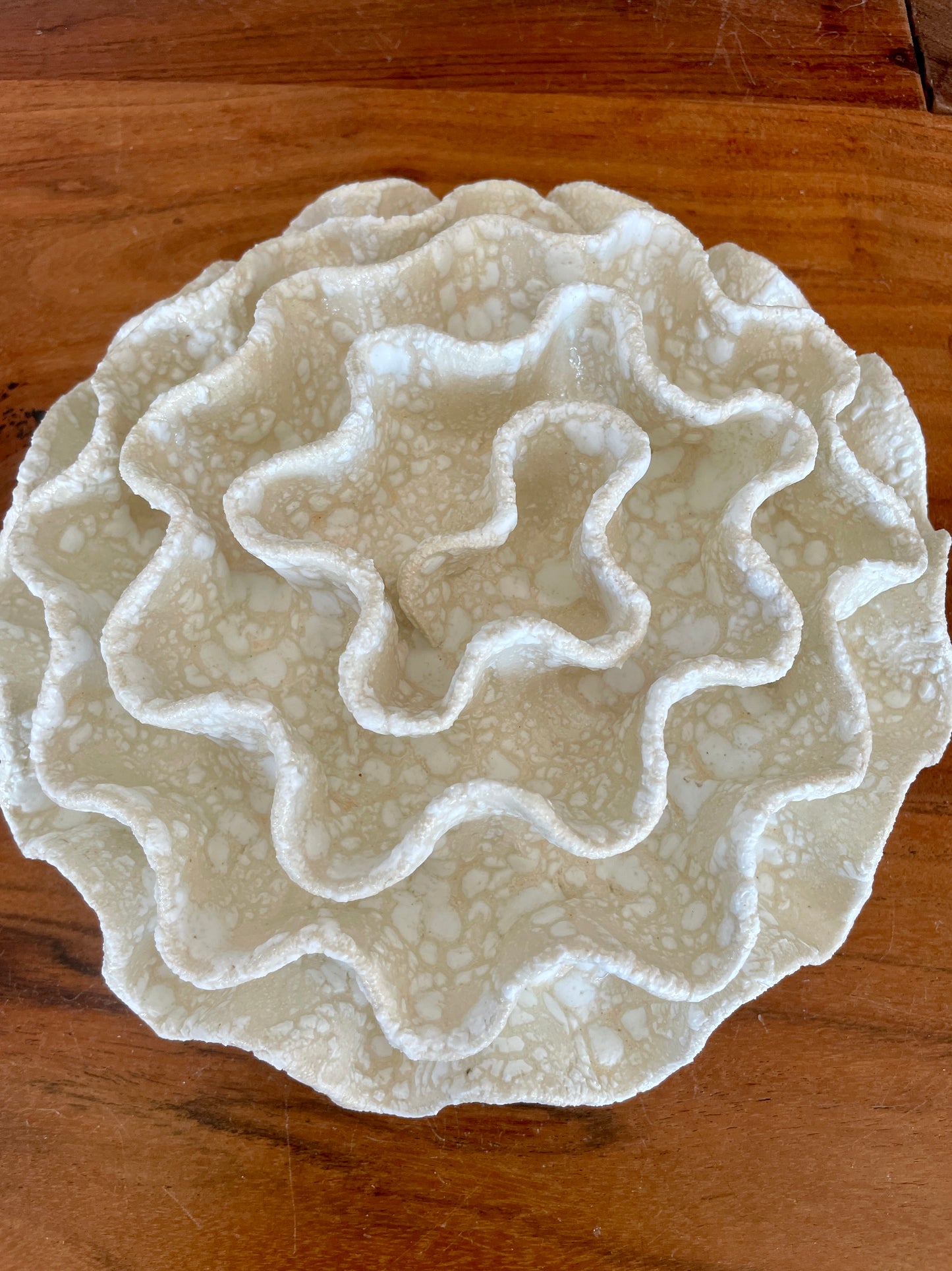 Wall coral 04386