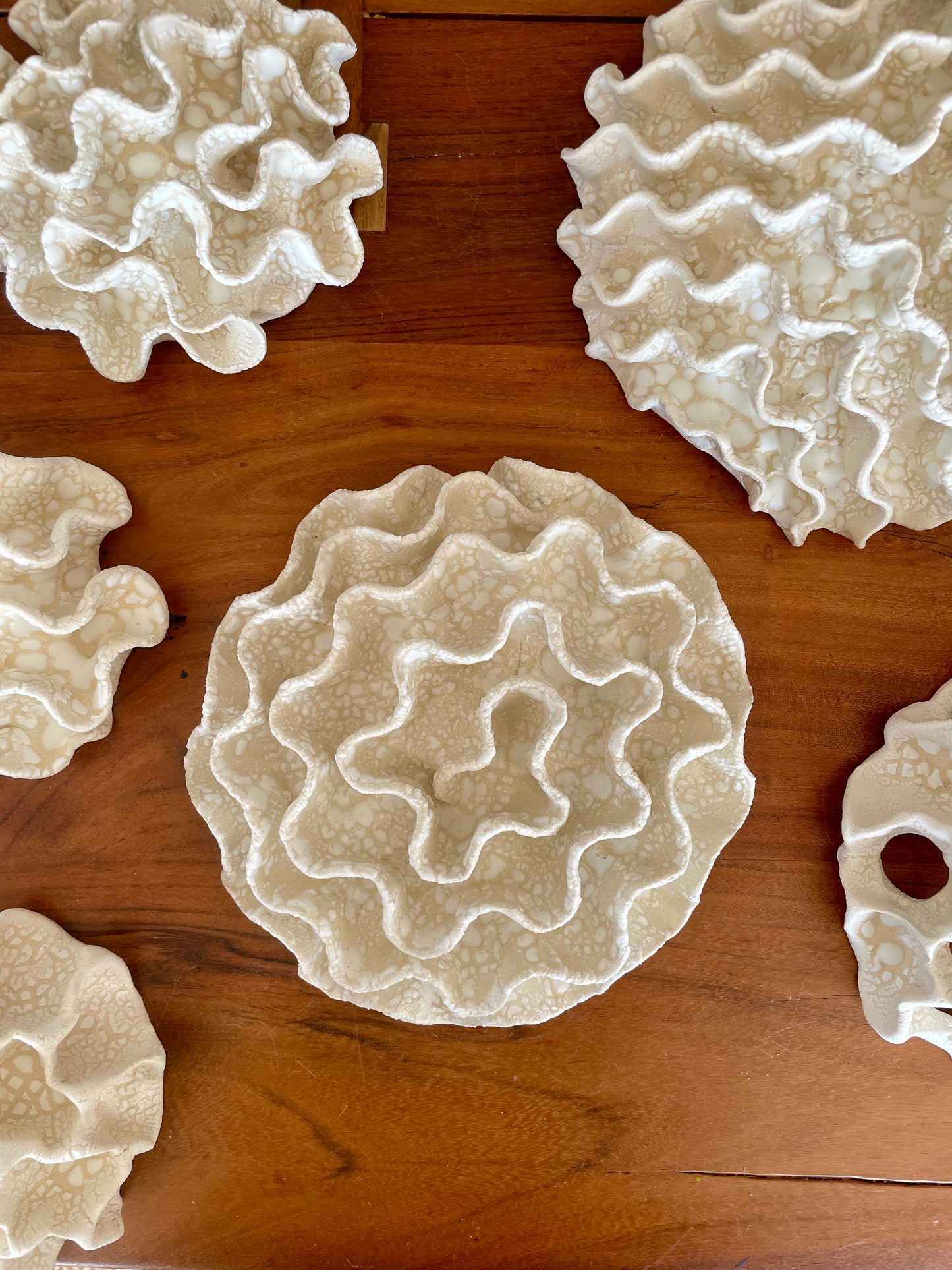 Wall coral 04386