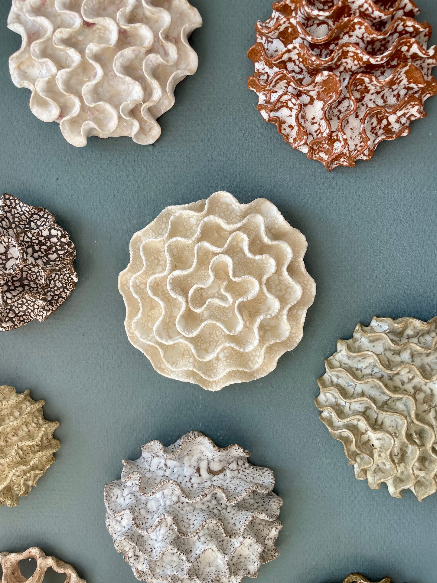Wall coral 04386