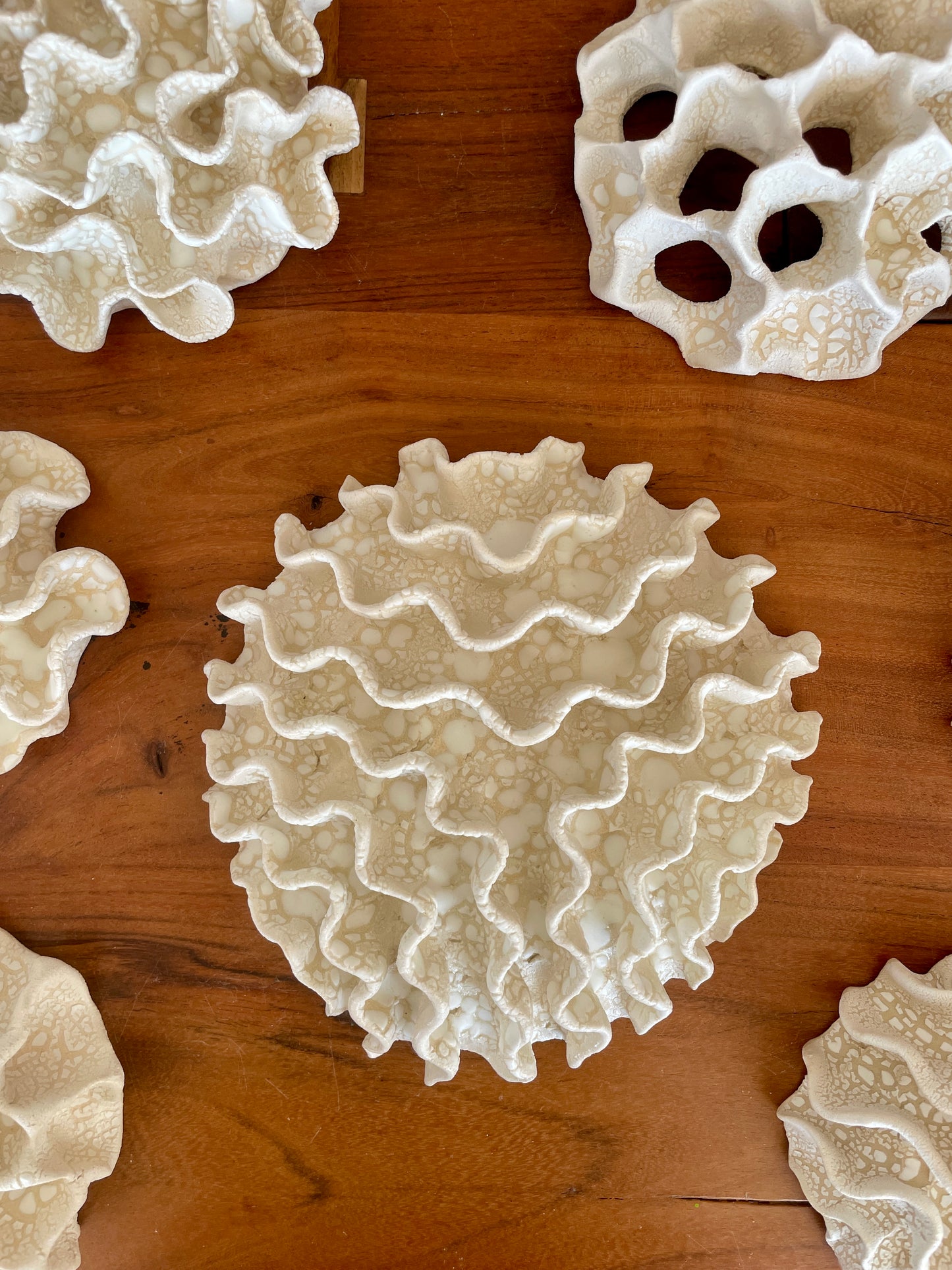Wall coral 04387