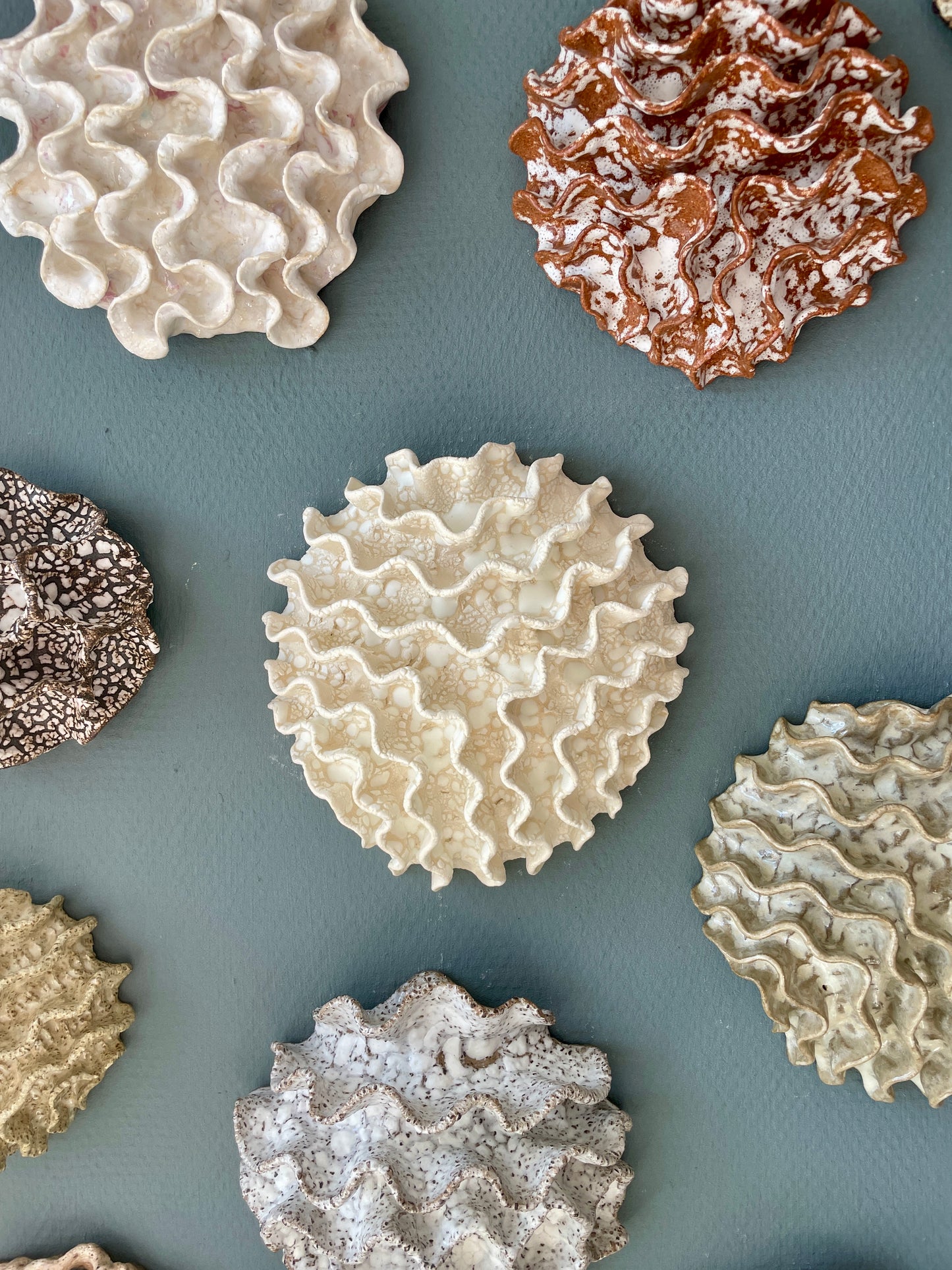 Wall coral 04387