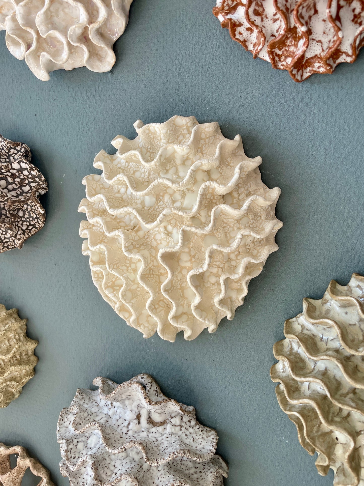 Wall coral 04387
