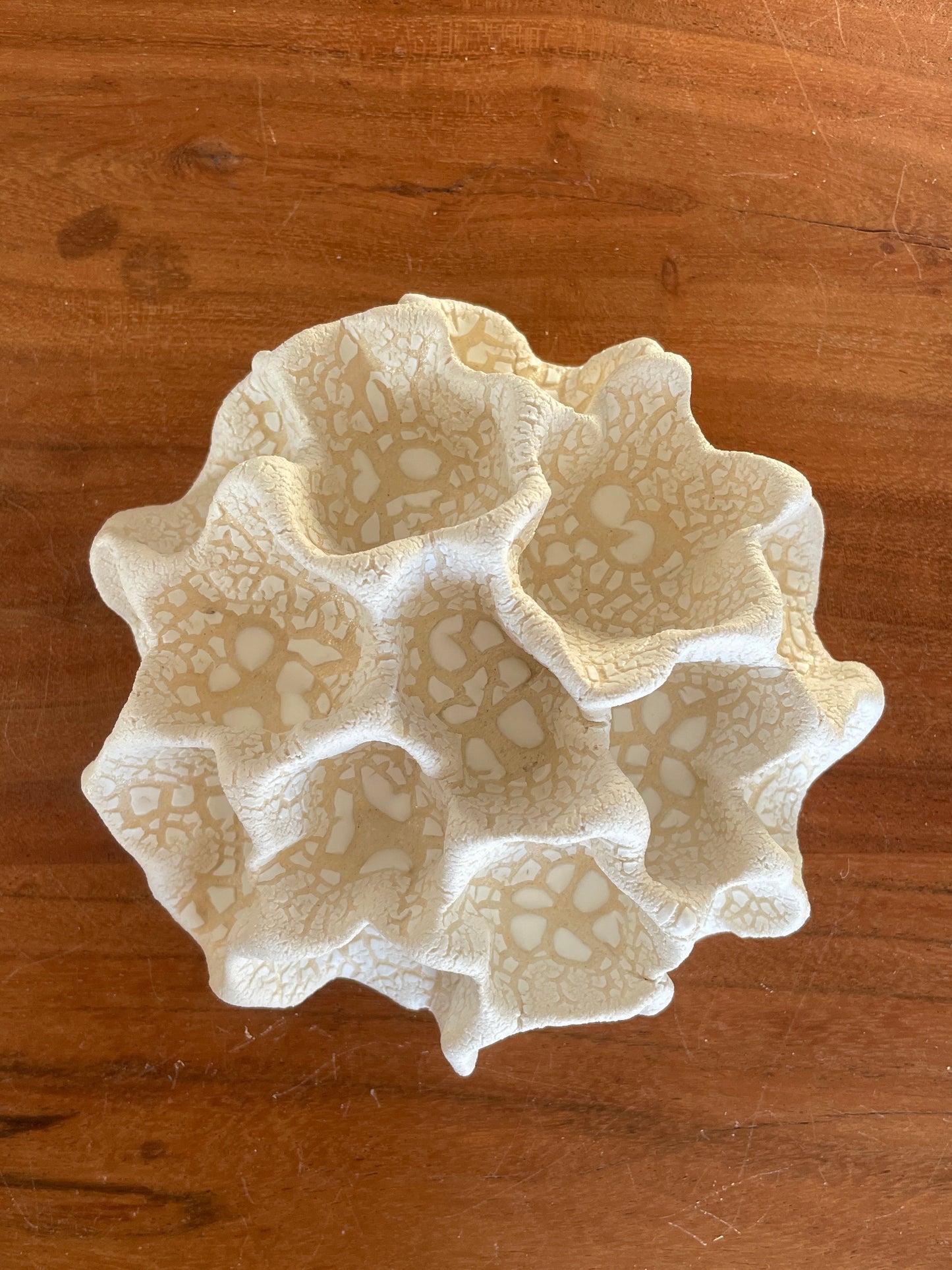 Wall coral 04393
