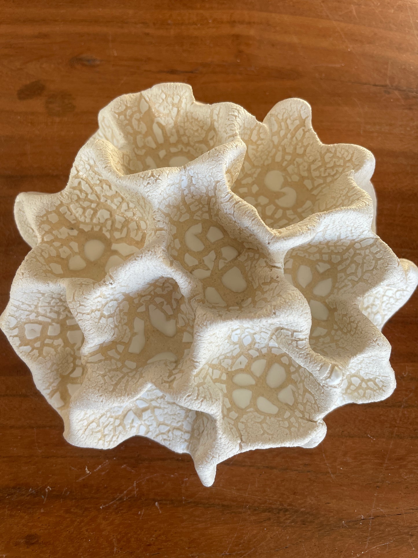 Wall coral 04393