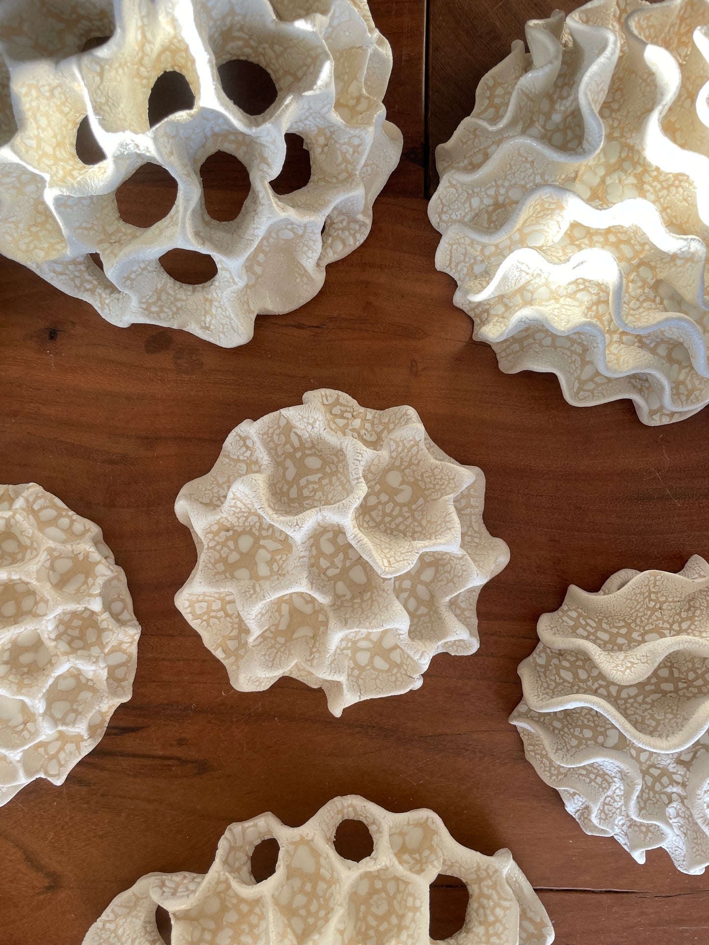 Wall coral 04393