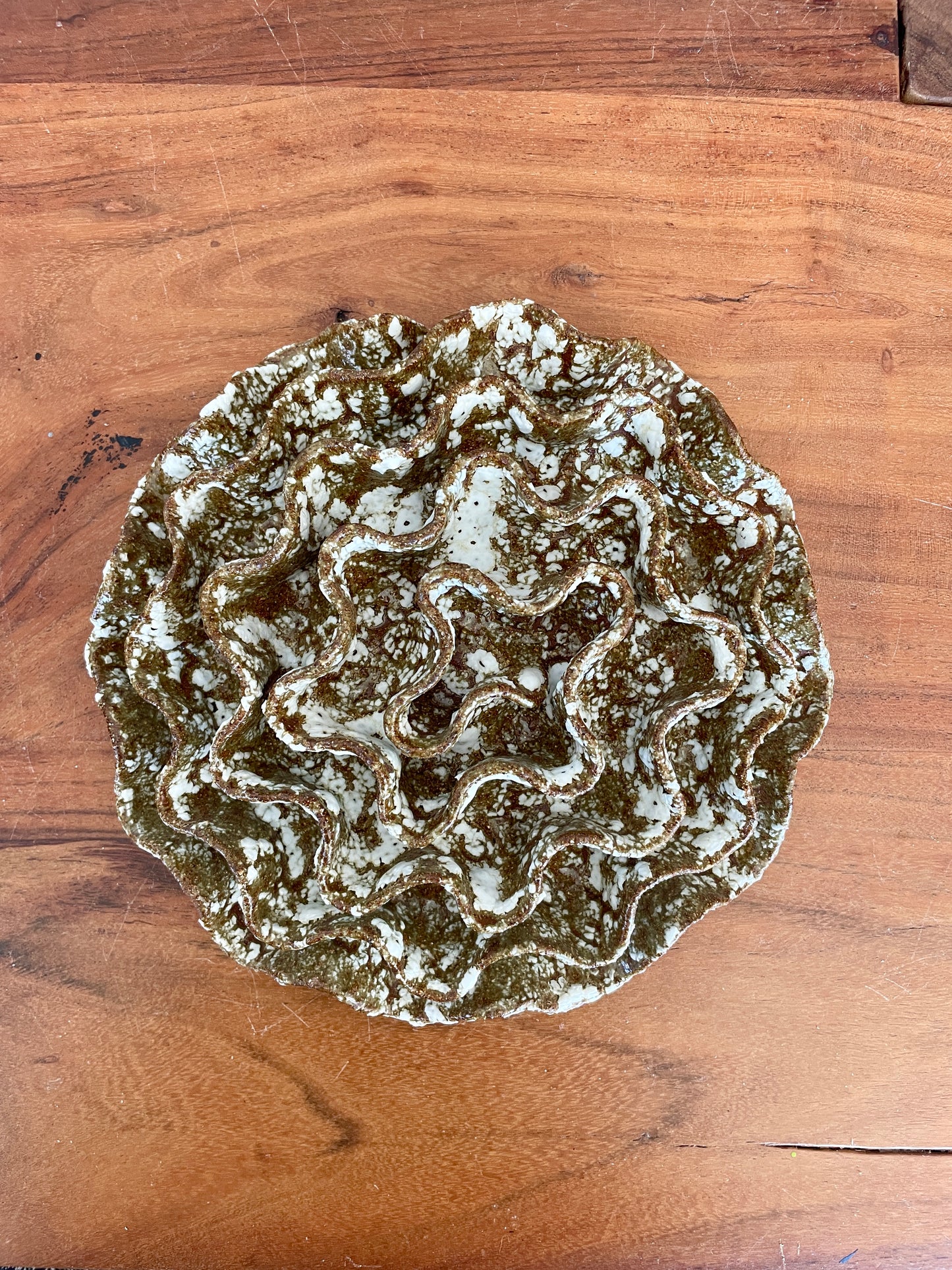 Wall coral 04415