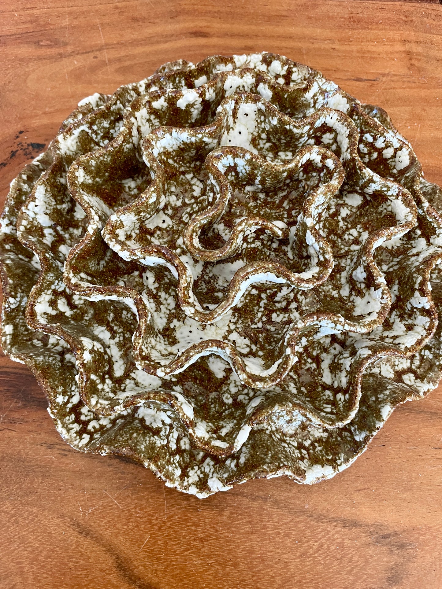 Wall coral 04415