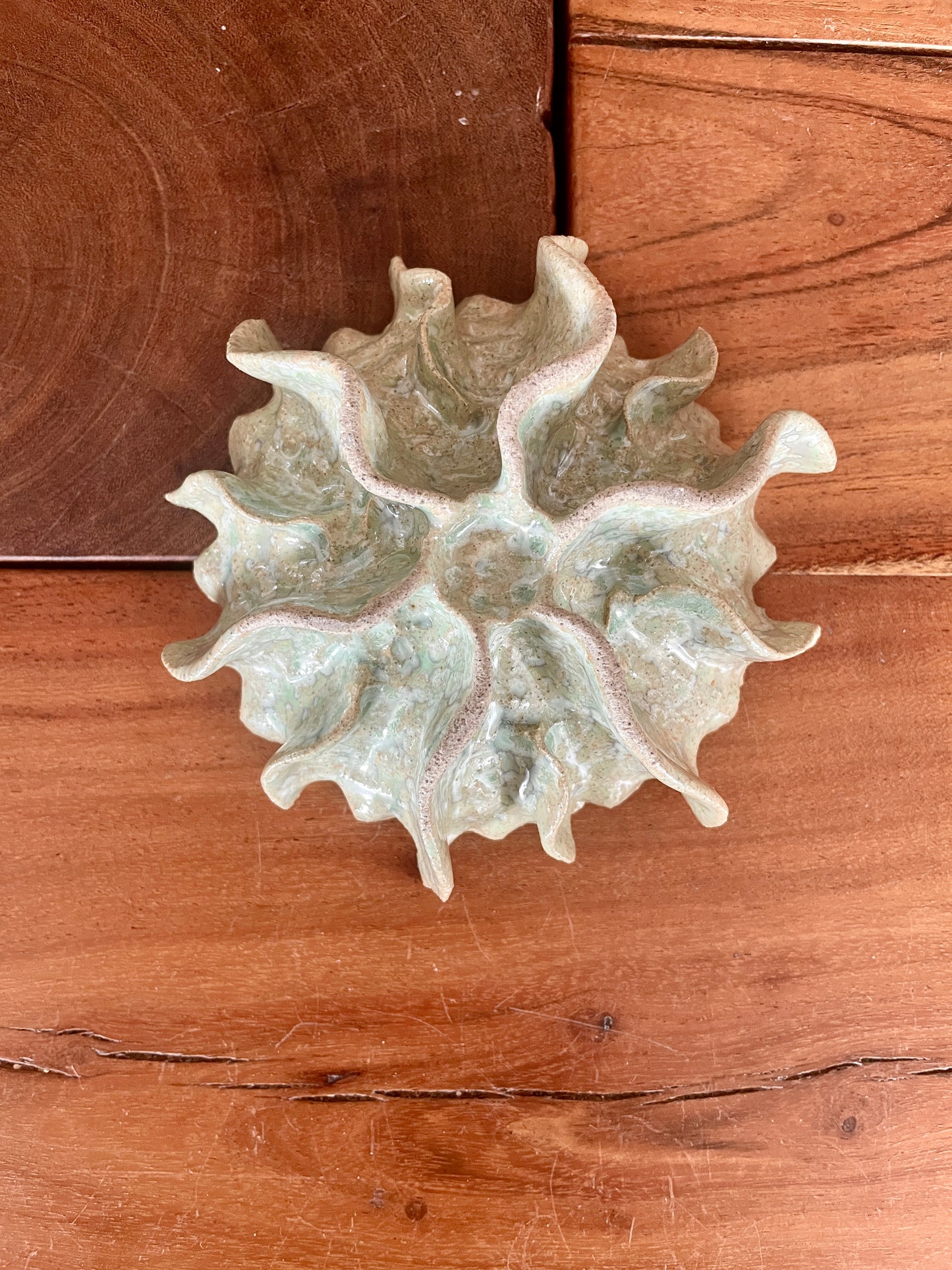 Ammonite 0585
