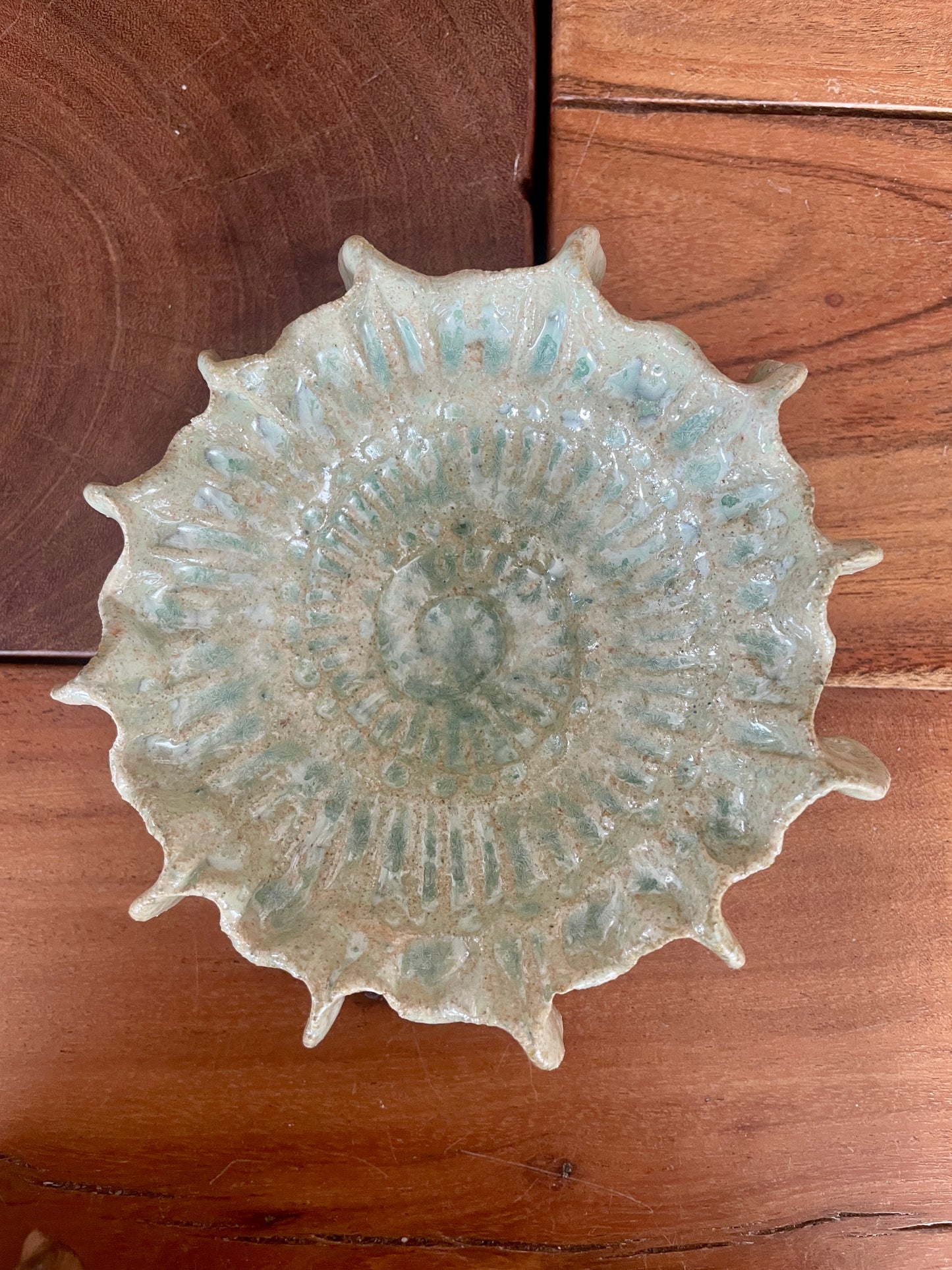 Ammonite 0585