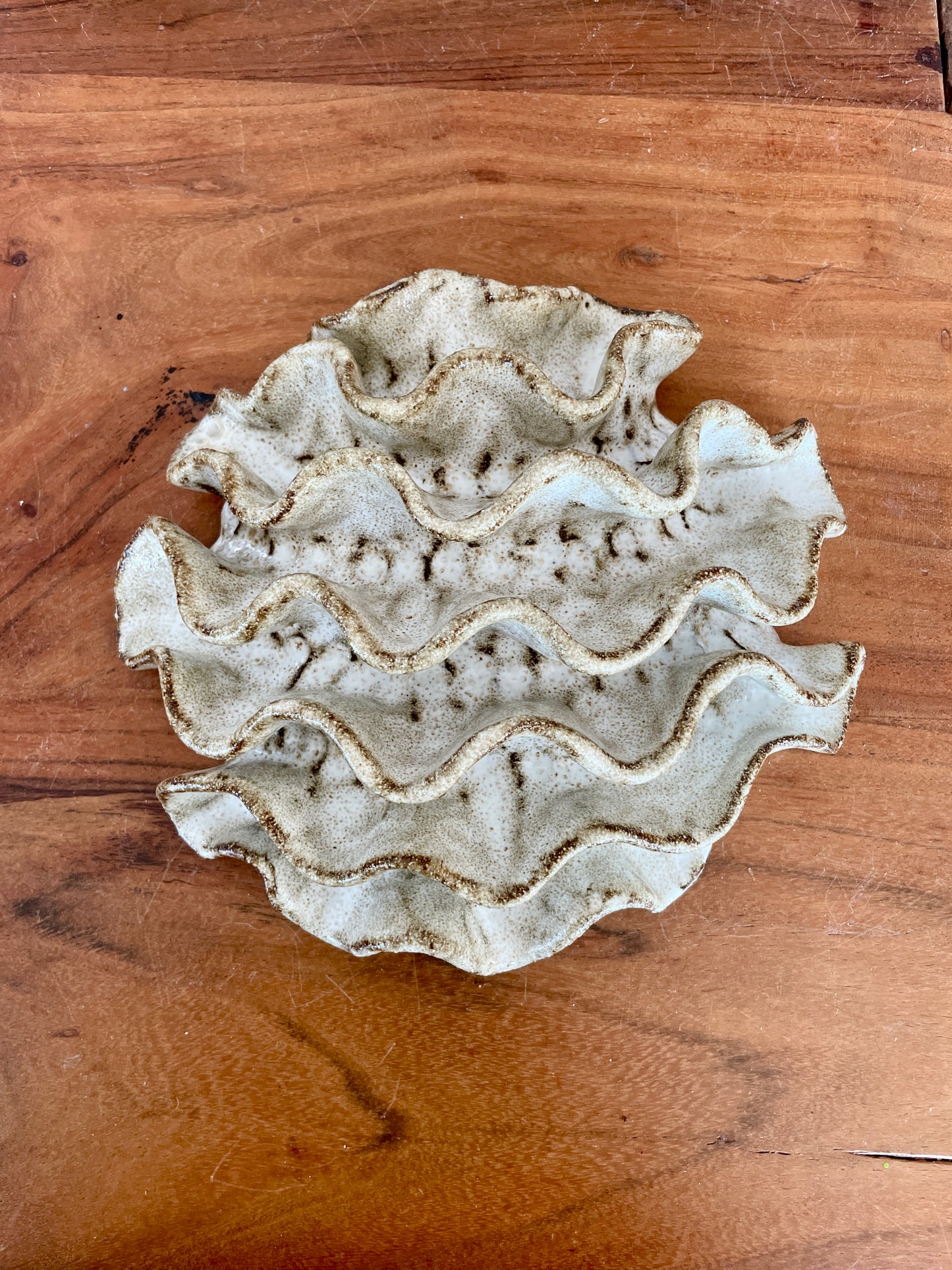 Wall coral 04399