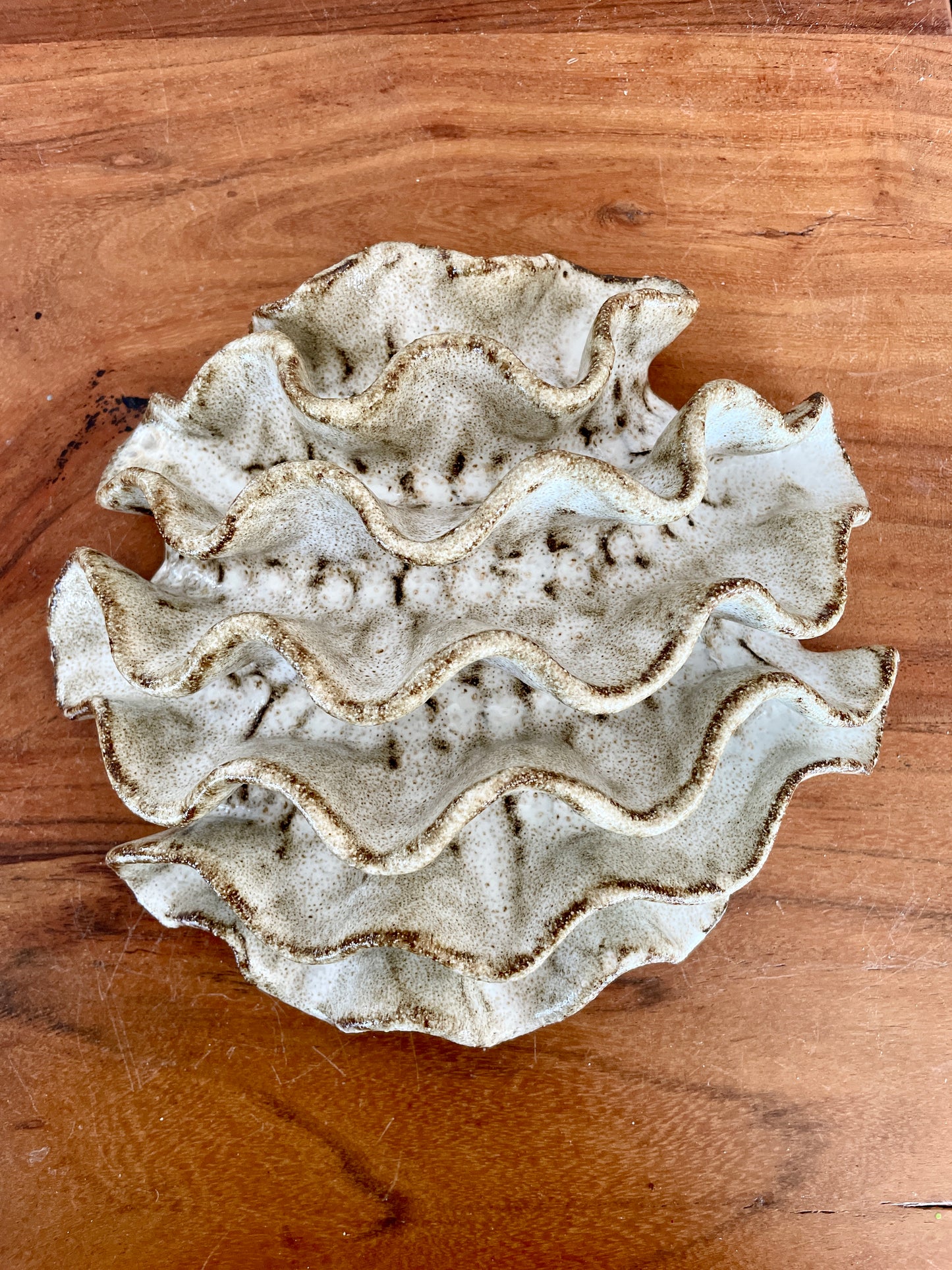 Wall coral 04399