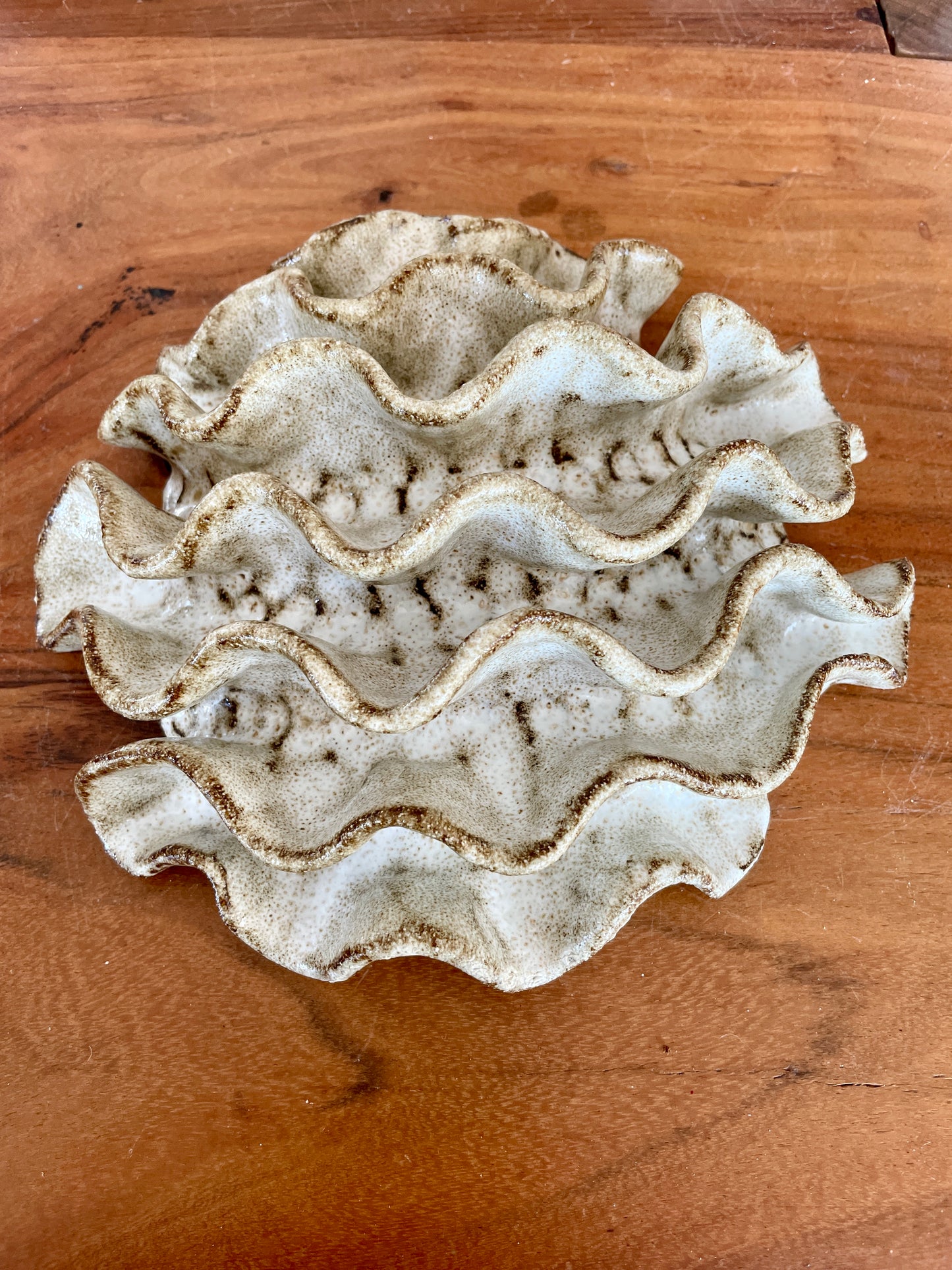 Wall coral 04399