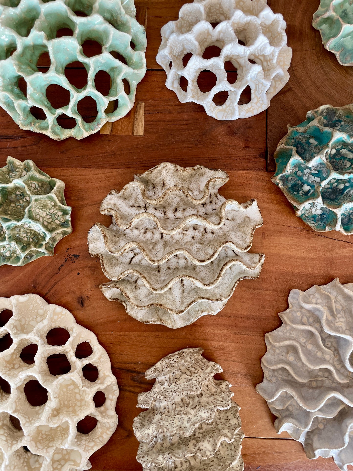 Wall coral 04399